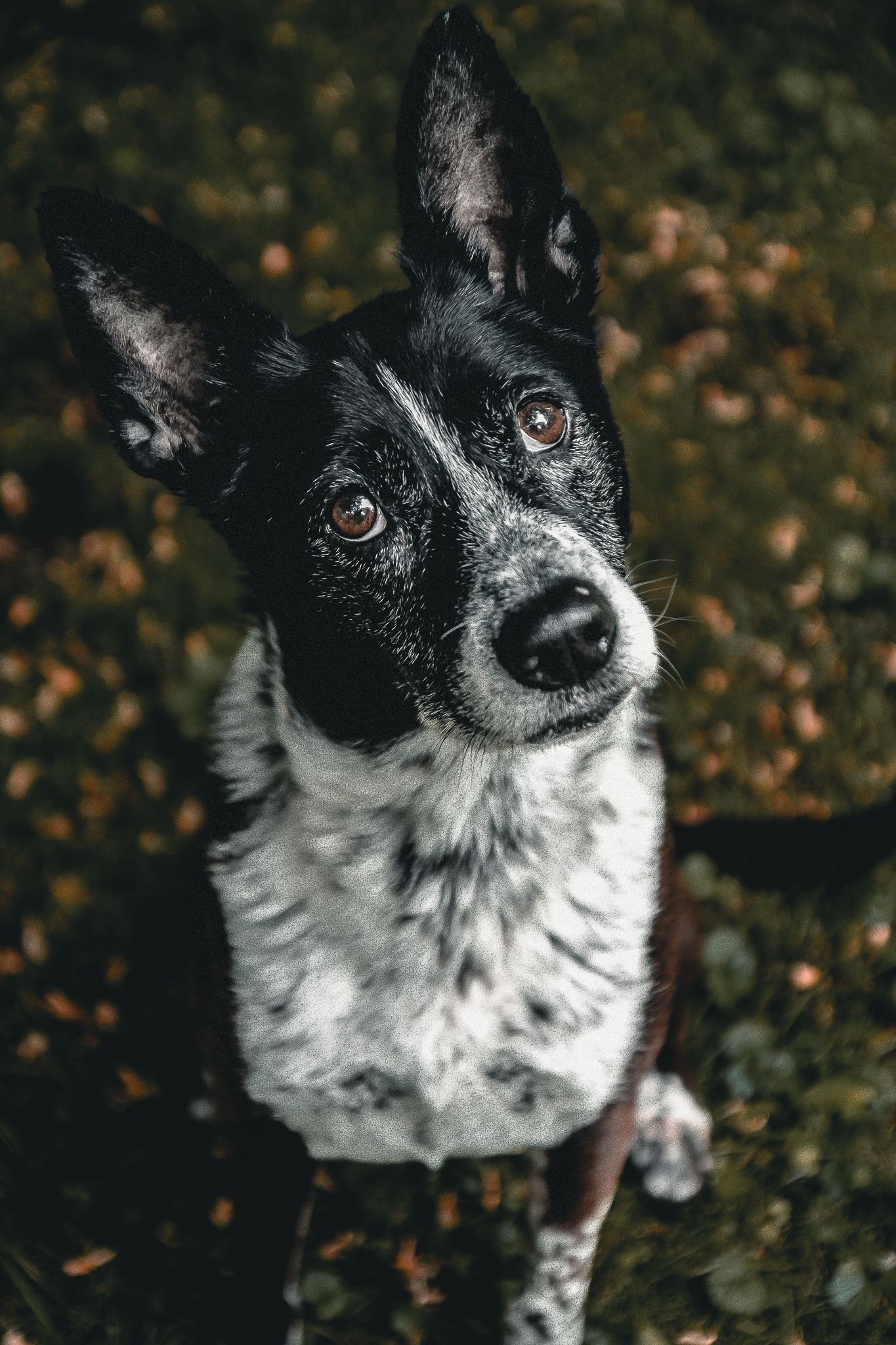 A black and white border collie dog sits attentively outdoors on autumn fallen leaves.