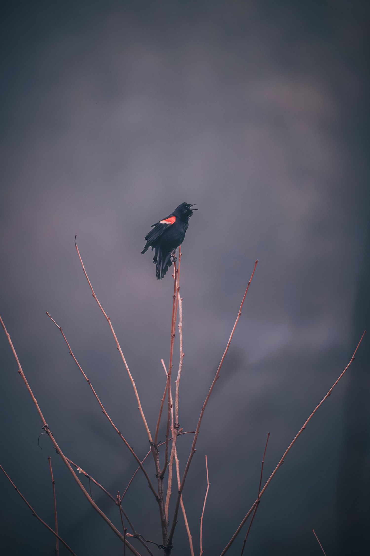 A red-winged blackbird calling from the top of bare branches against a dramatic stormy gray sky.