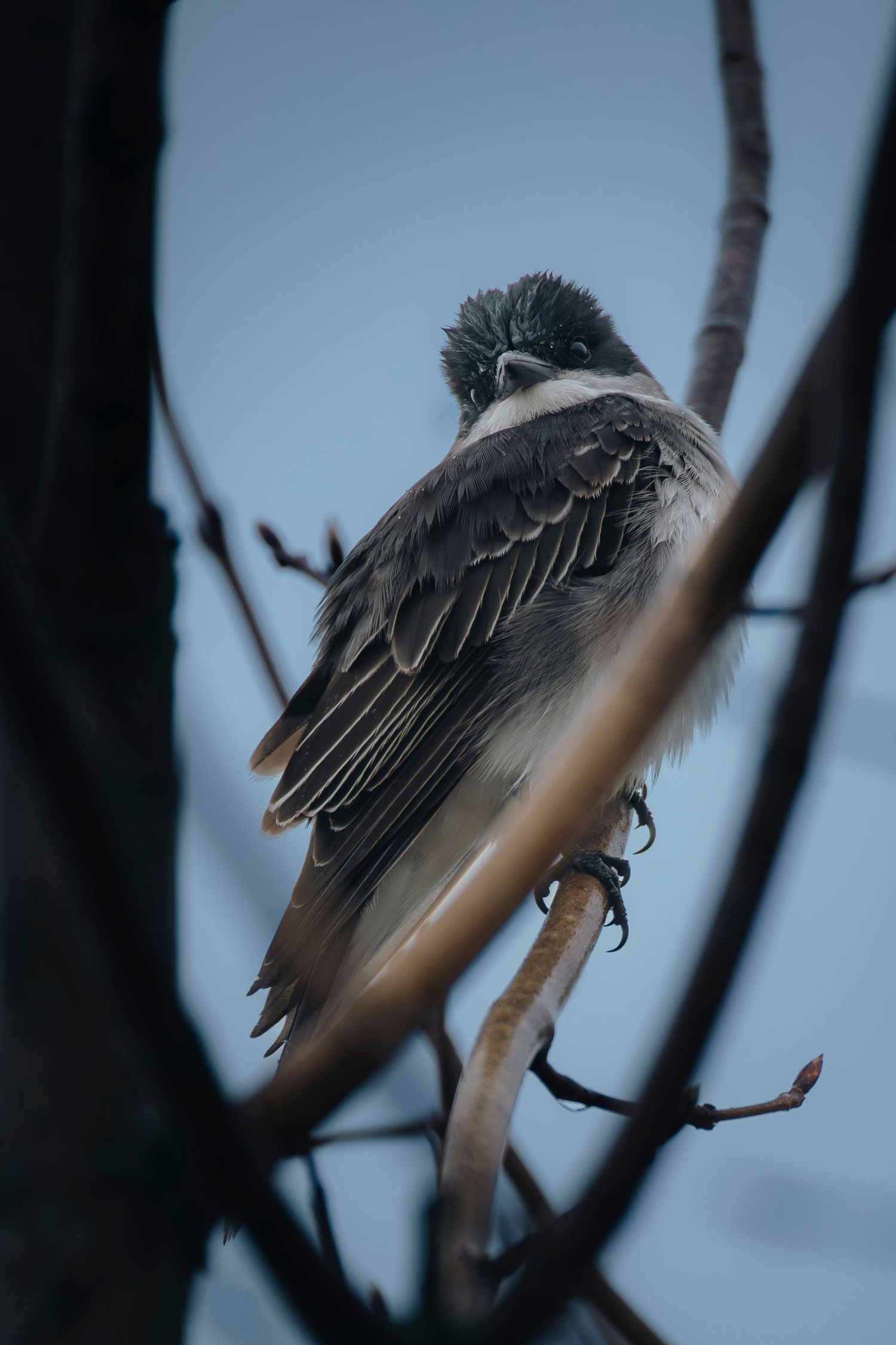 A fluffy gray bird perches on a bare branch framed by twigs against a blue-gray sky.