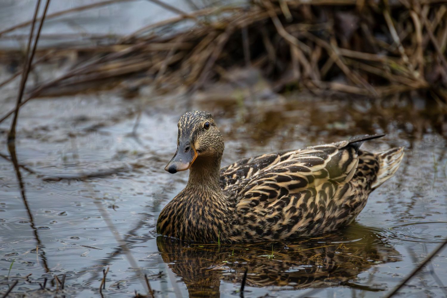 A female mallard duck swimming peacefully among reeds and branches in a shallow woodland pond.