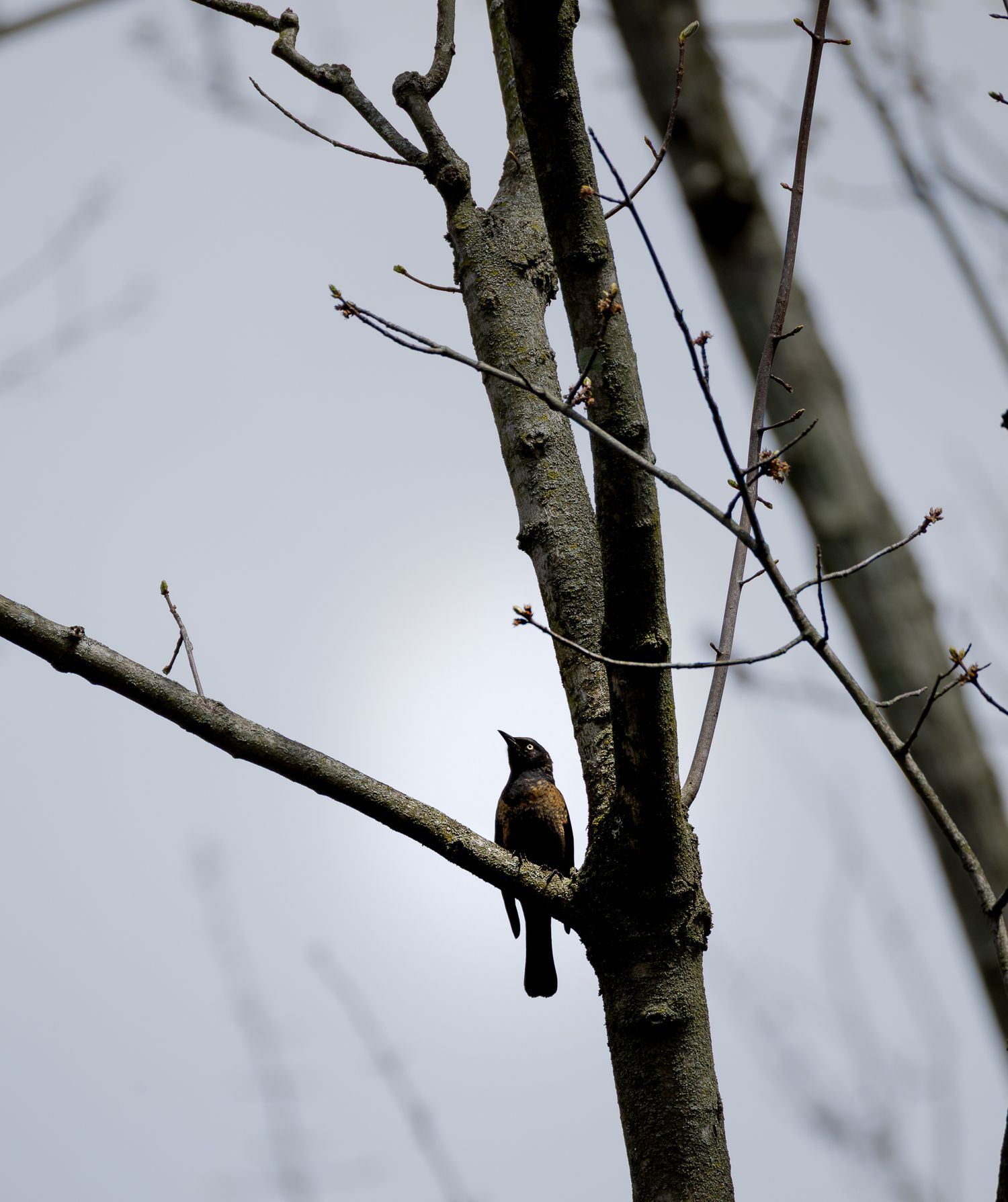A small brown bird perches on a bare tree branch against a pale overcast sky.