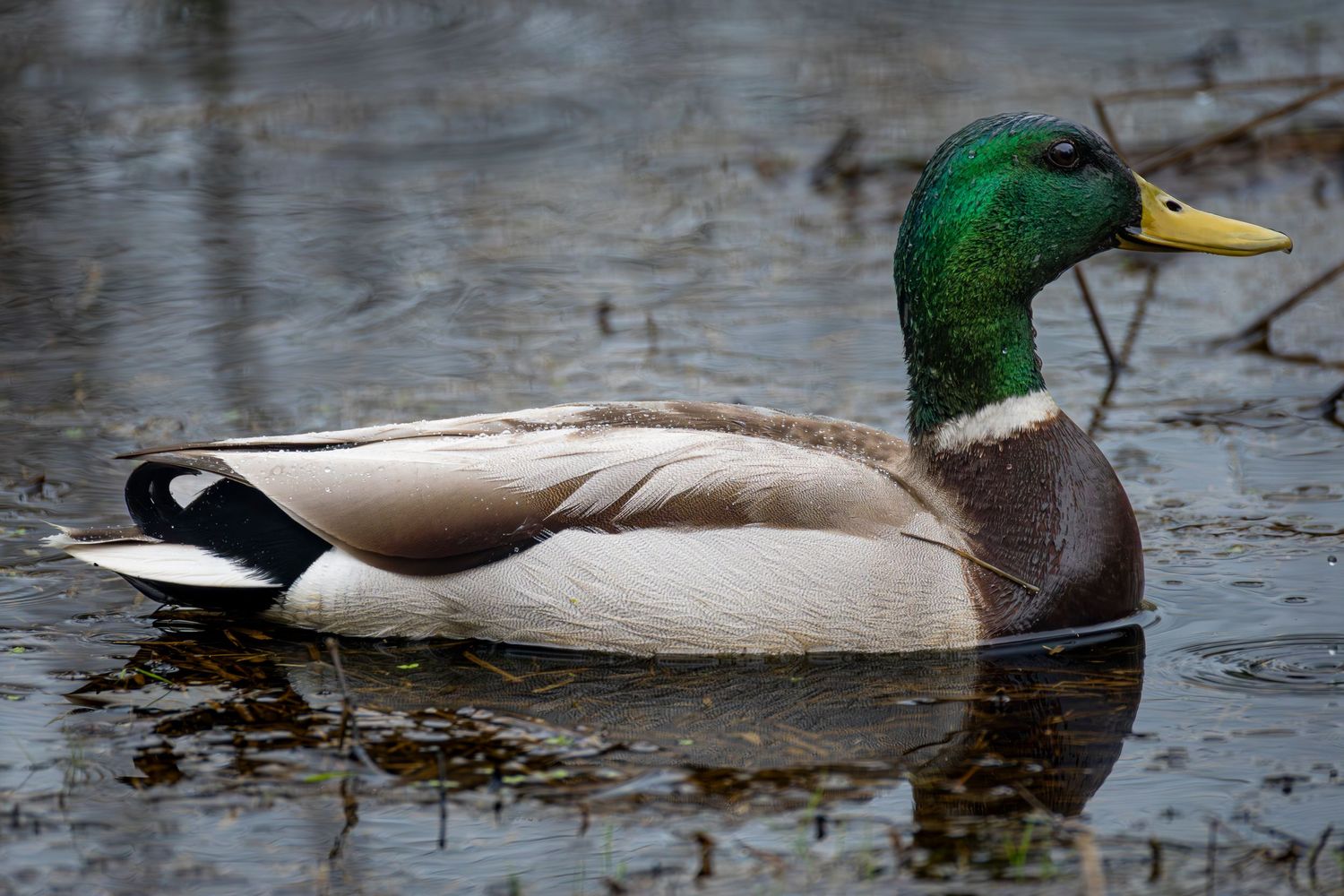 A male mallard duck with an iridescent green head glides across calm shallow water.