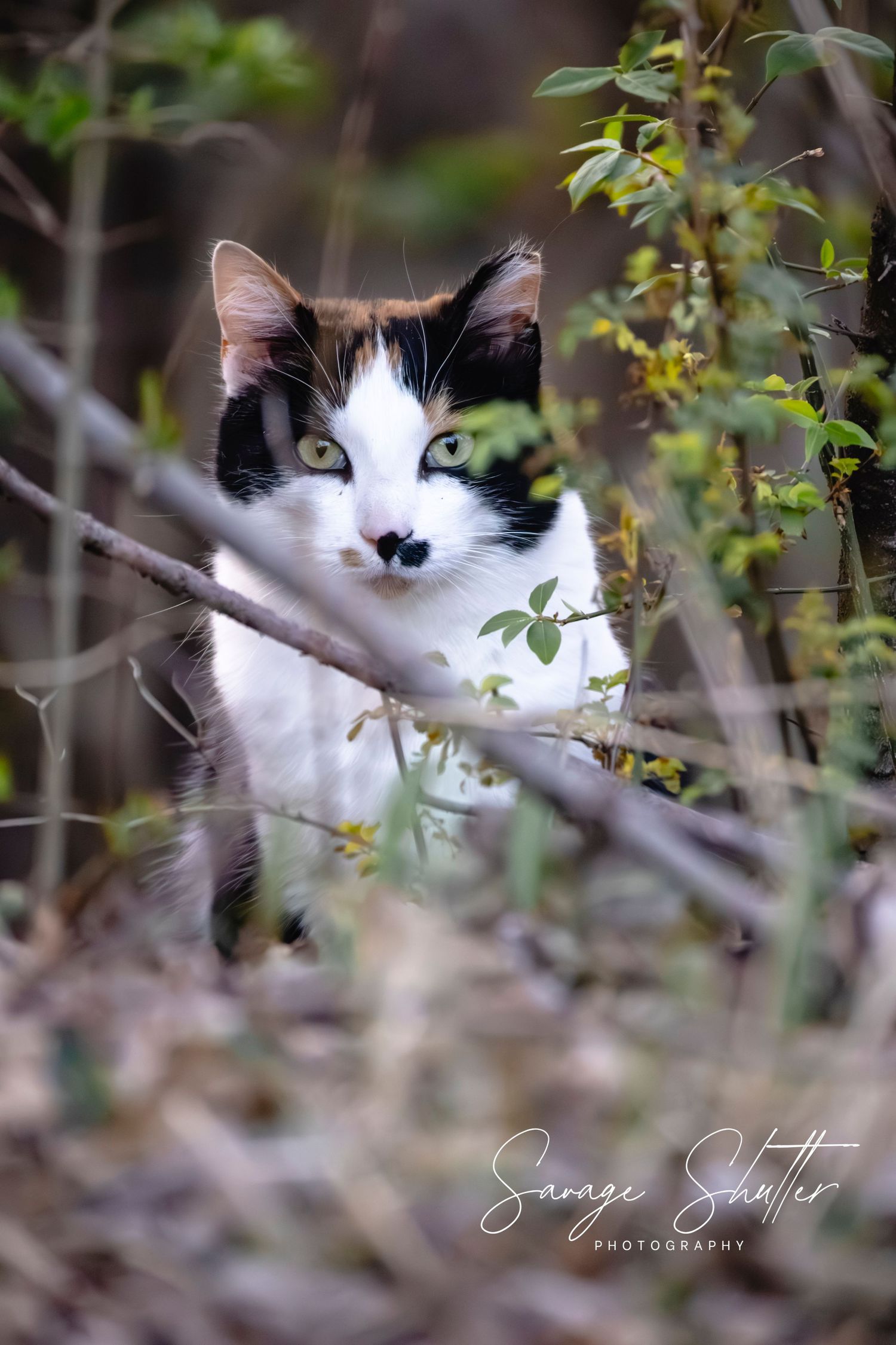 A calico cat peers through tangled branches and green foliage in a natural outdoor setting.