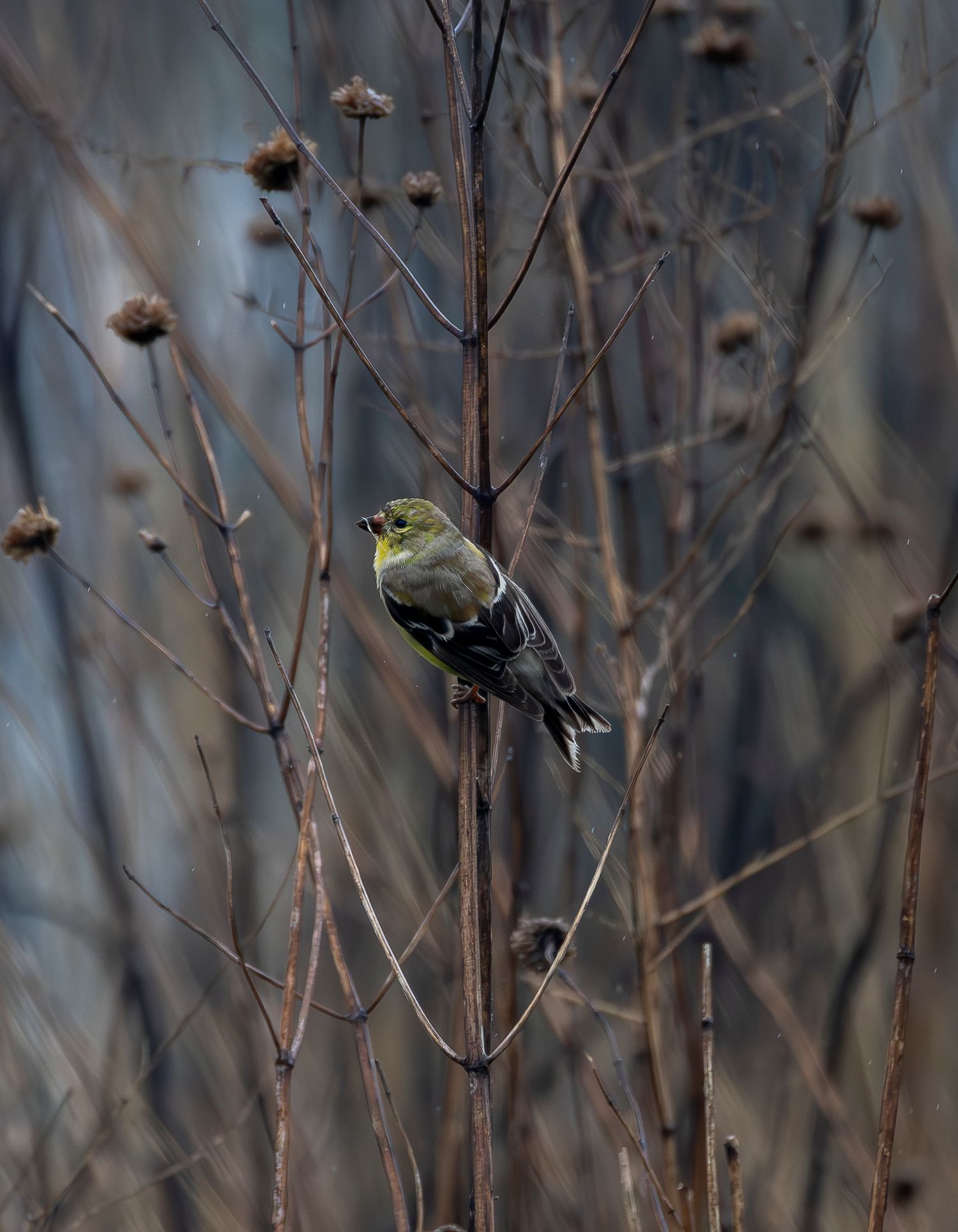 A yellow-green siskin bird clings to a thin dry stem among bare winter branches.