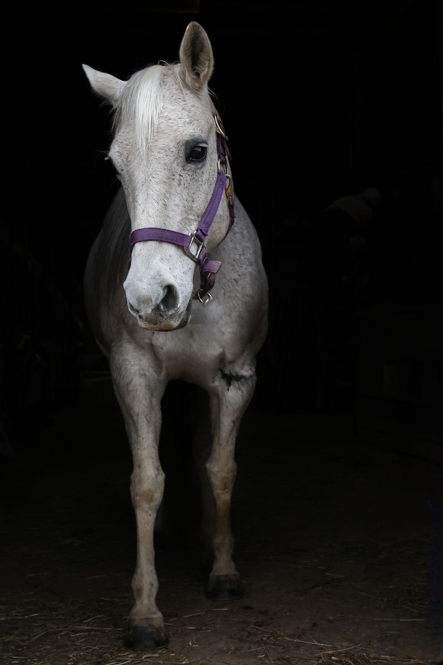 White dapple grey horse with purple halter walking in a dark stable.