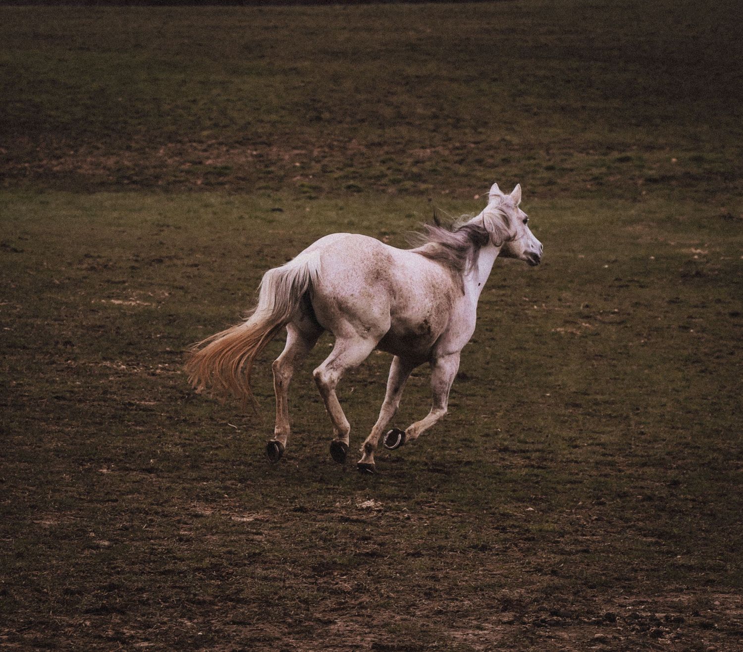 White horse galloping freely across an open field in natural outdoor setting.