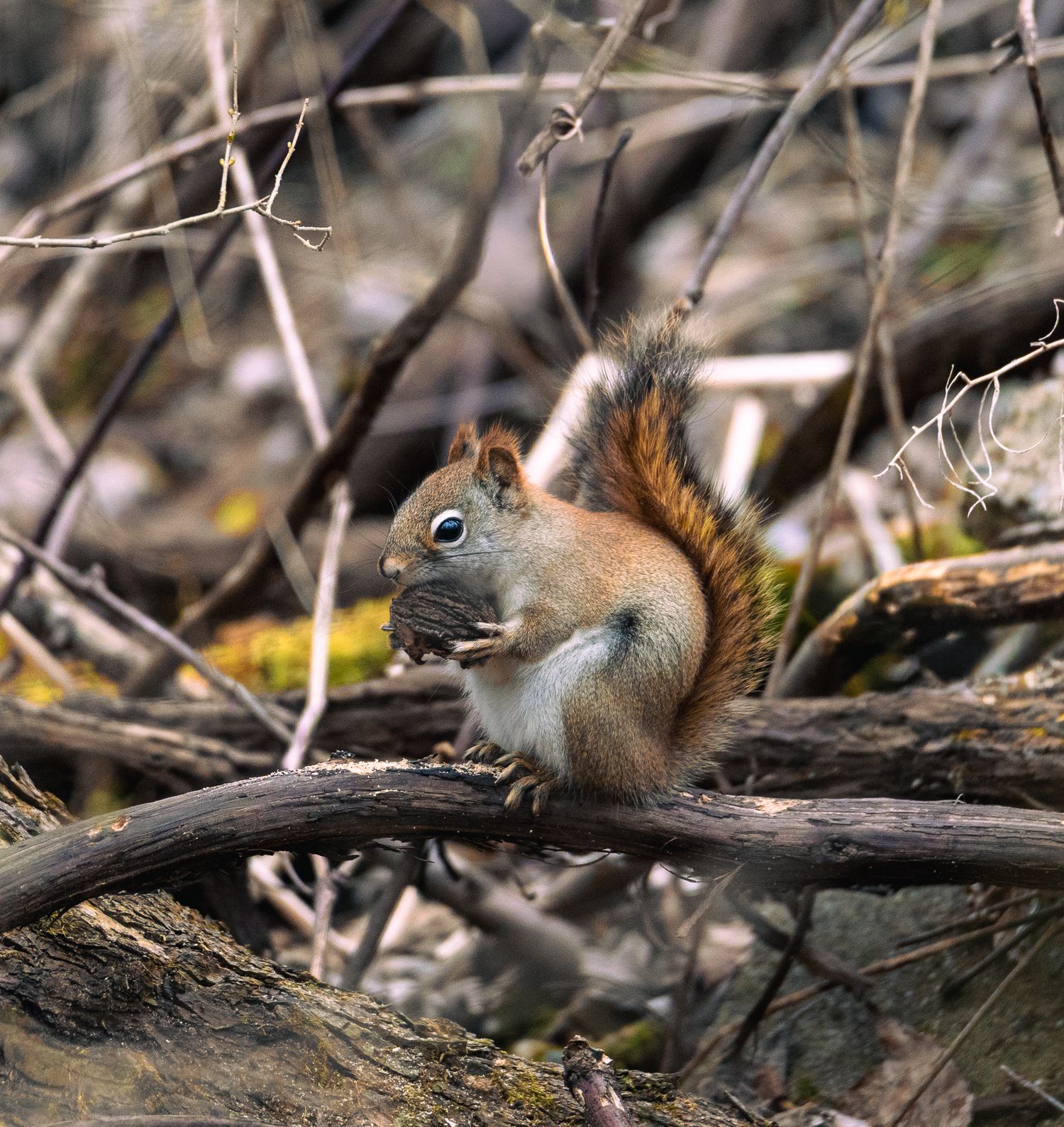 A red squirrel sitting on a fallen branch holding food in its paws among winter forest undergrowth.