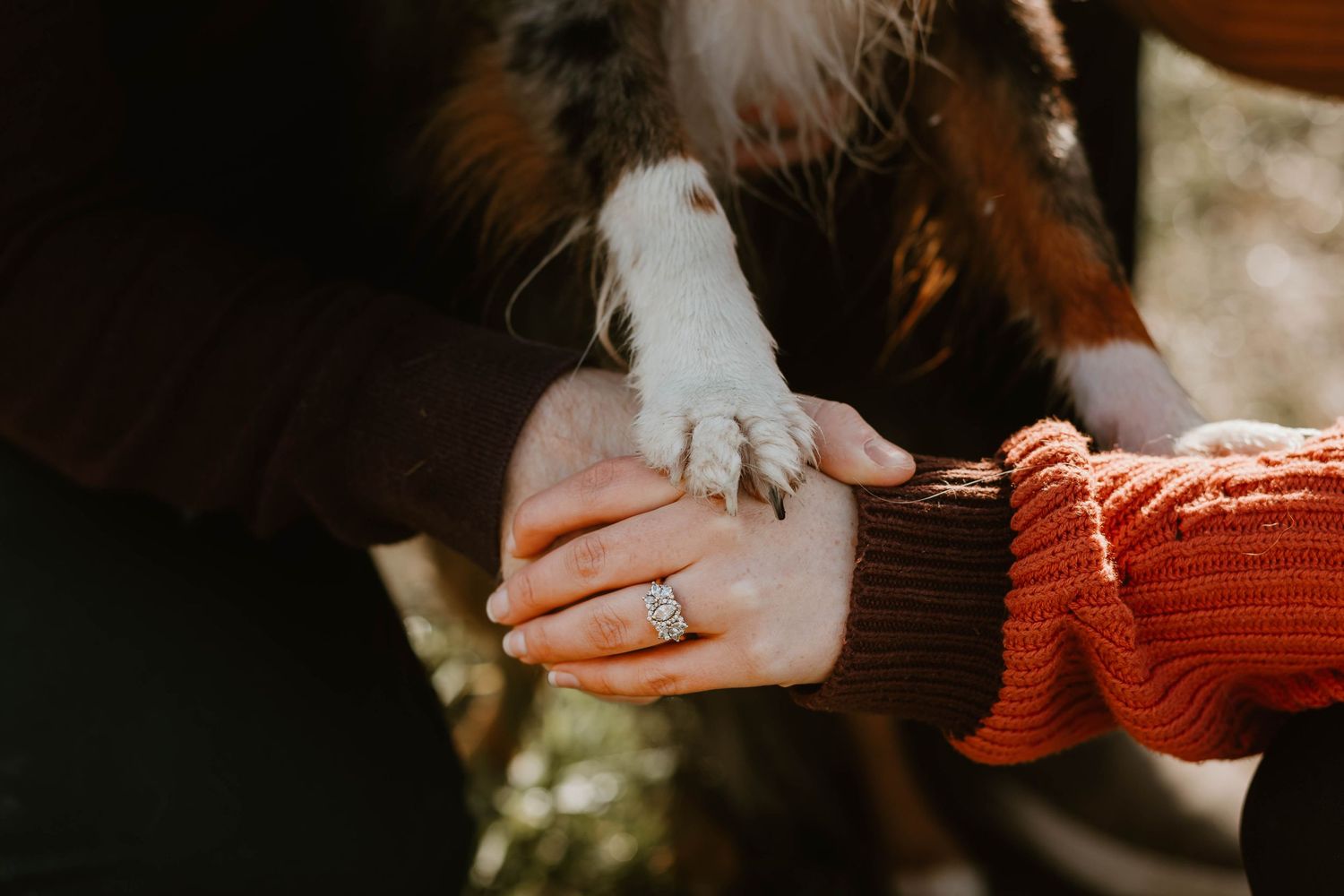 A close-up of hands connecting with a dog's paw against a dark background.