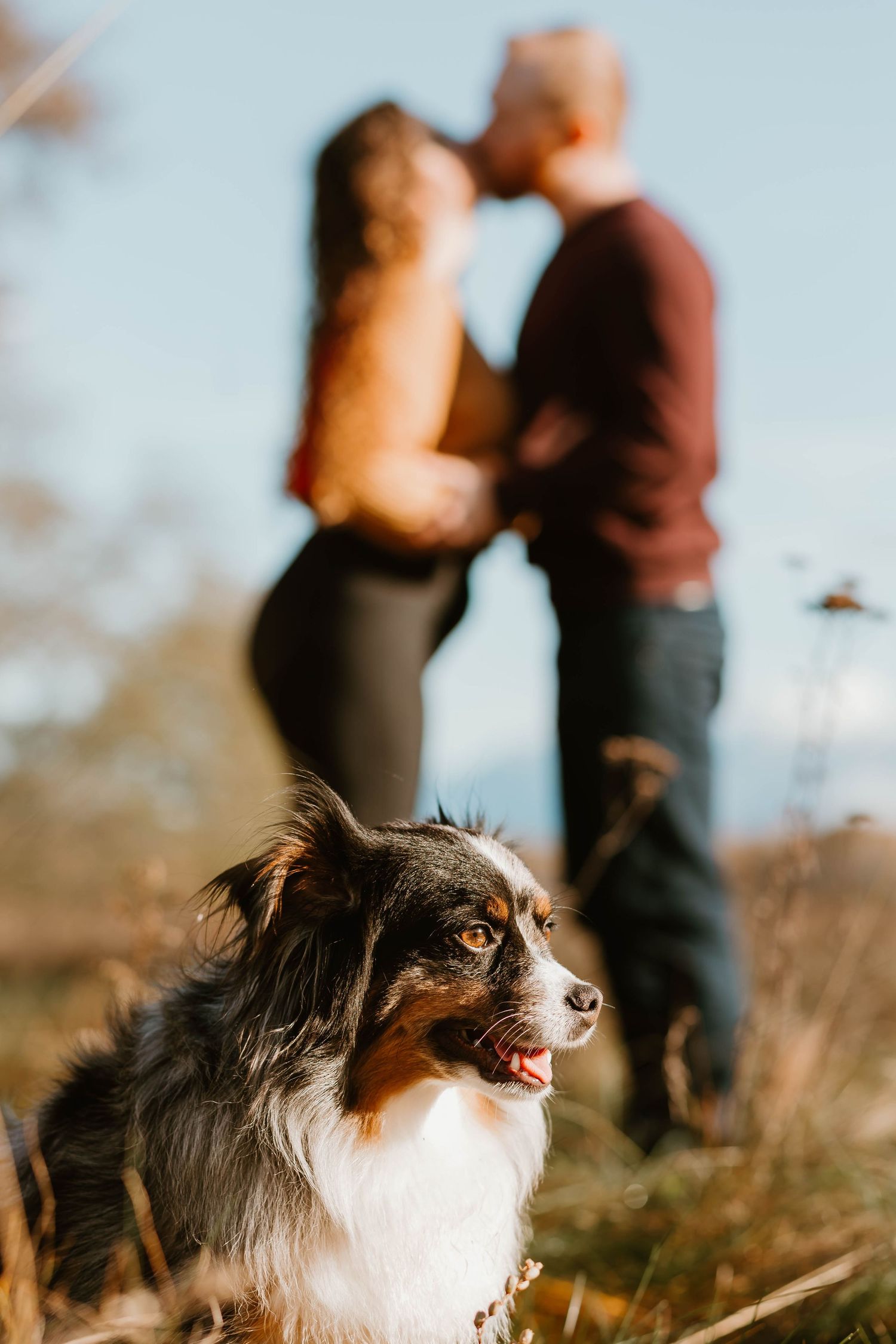 An Australian Shepherd dog watches while a couple embraces in a sunlit autumn field.
