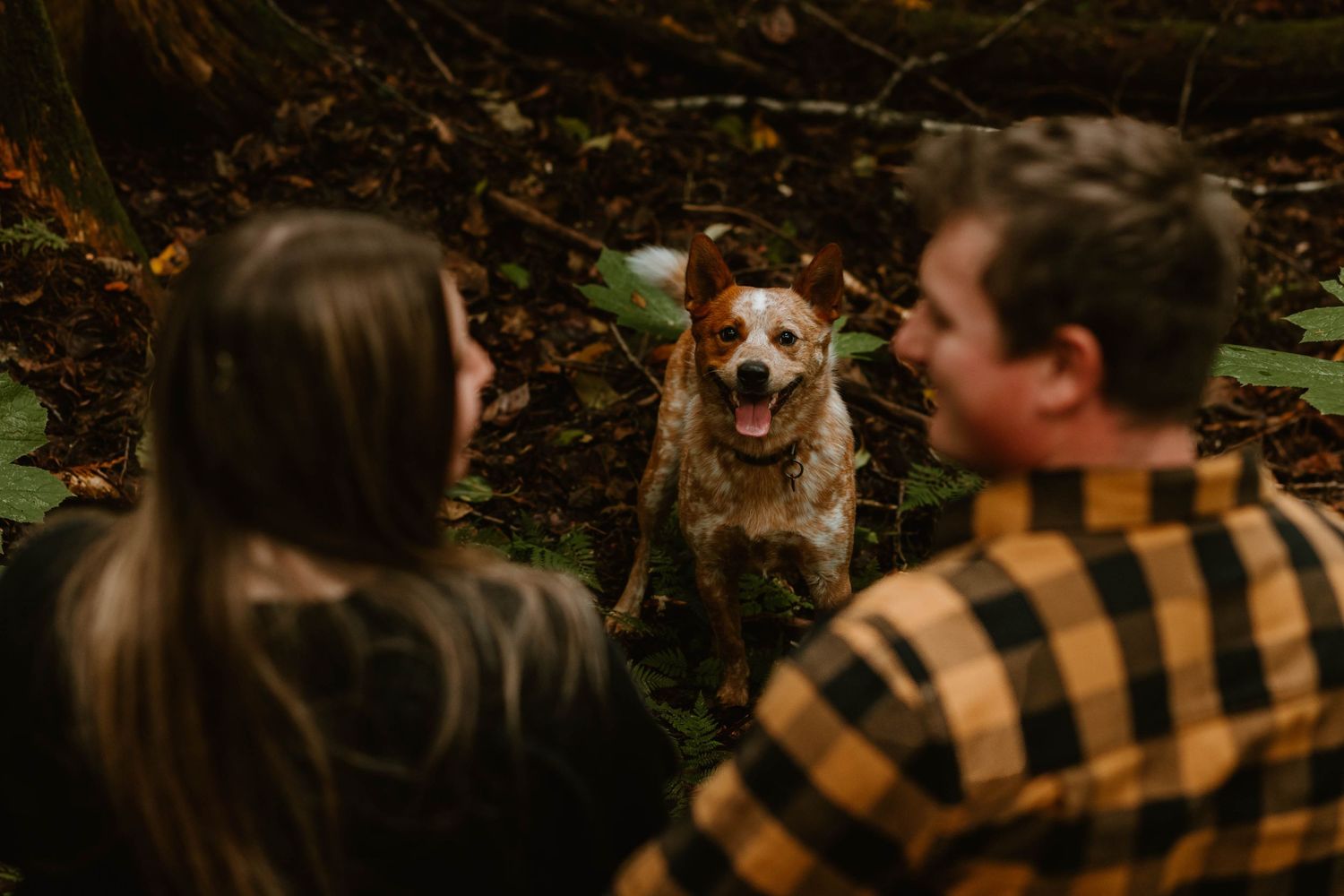 A happy dog smiles at the camera while a couple watches in a wooded setting.