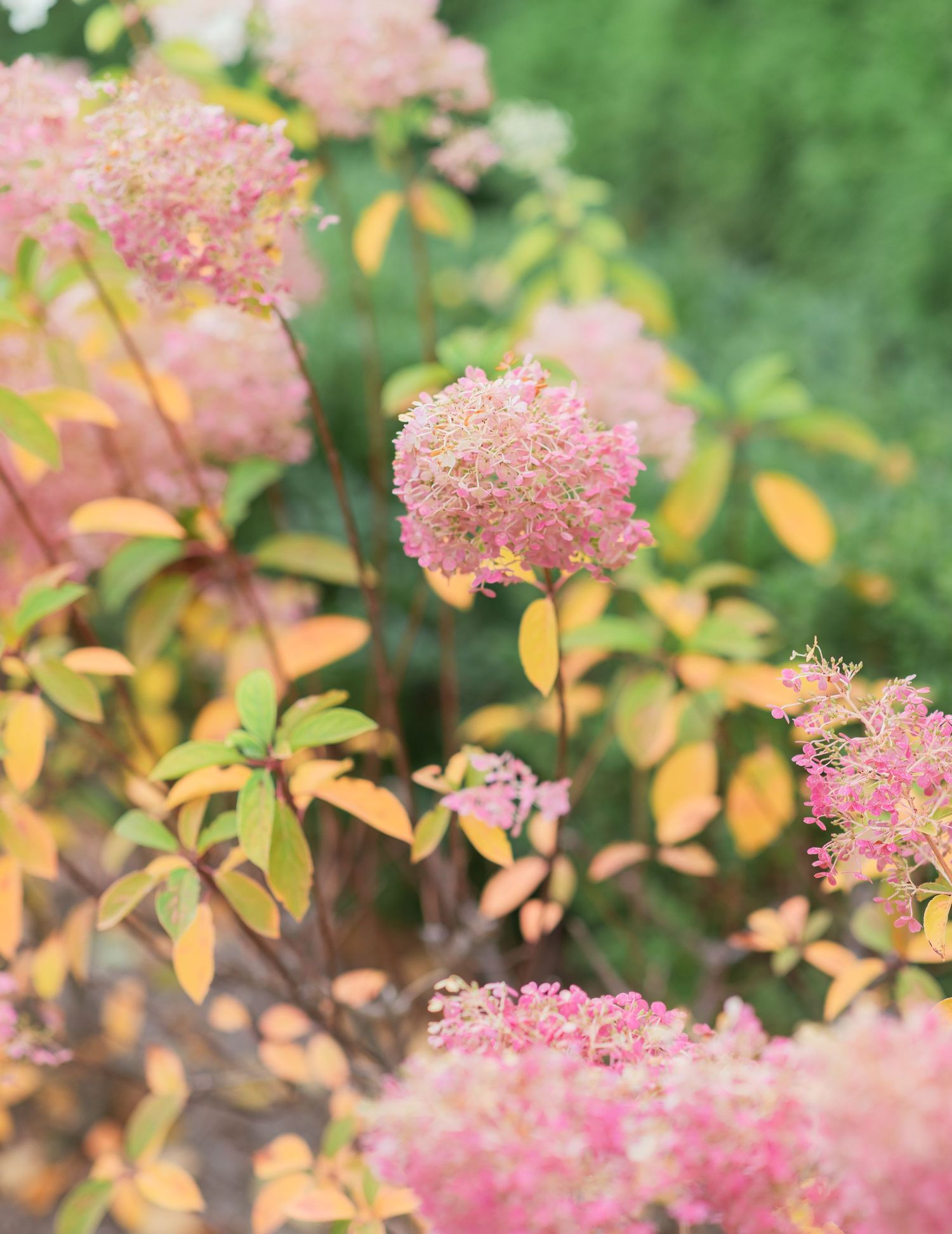 From, Rayna - West michigan wedding, portait, and family photographer serving the Grand Haven, Spring Lake, and Holland area.