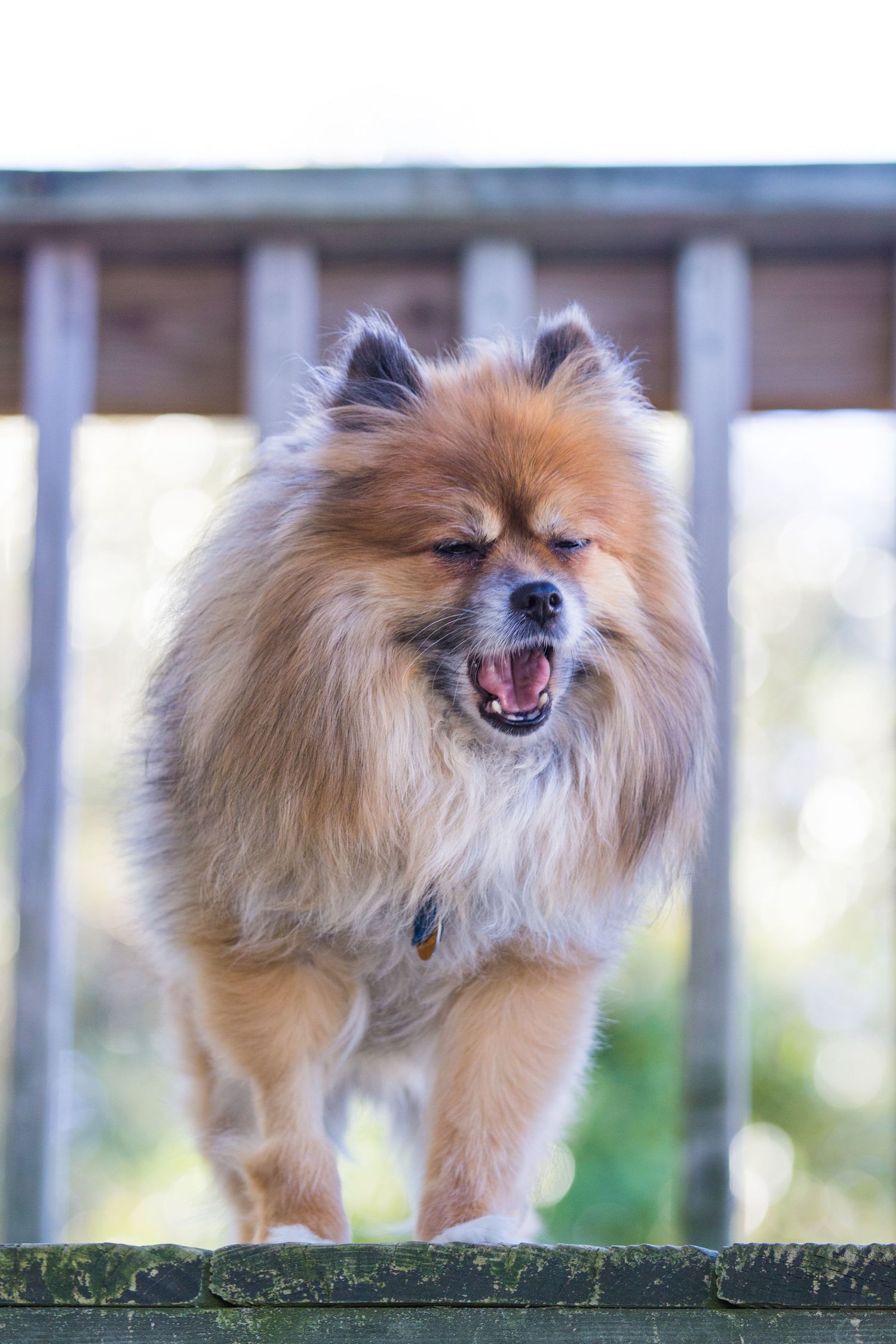 Fluffy Pomeranian dog posing on a deck railing outdoors.