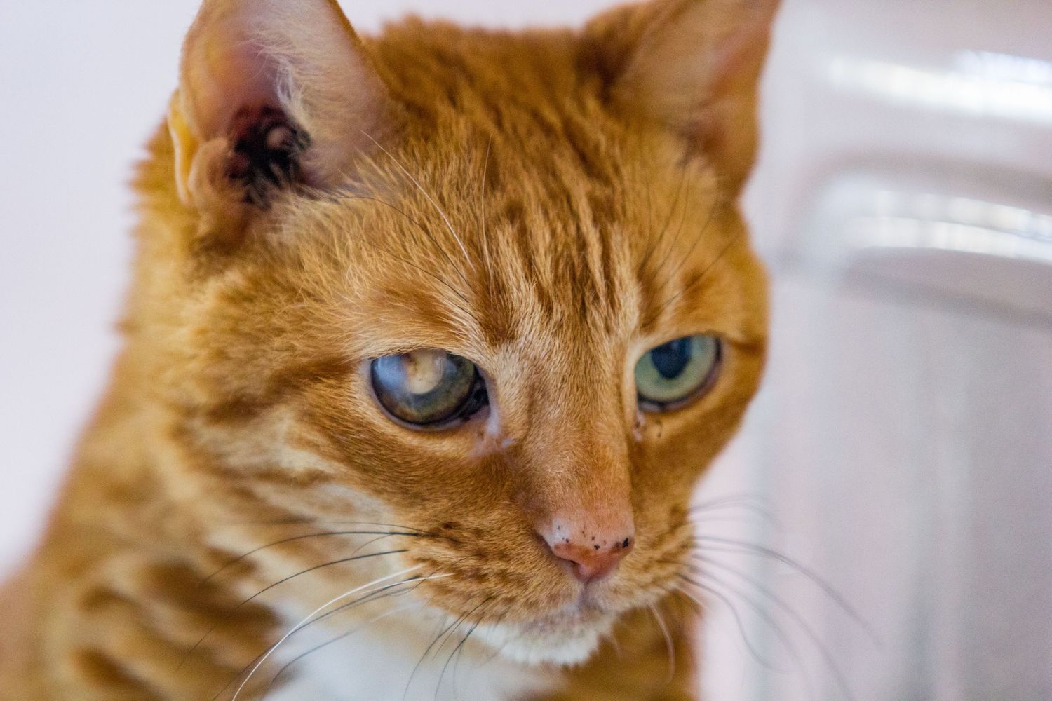 Close-up shots of an orange cat's face showing detailed features.