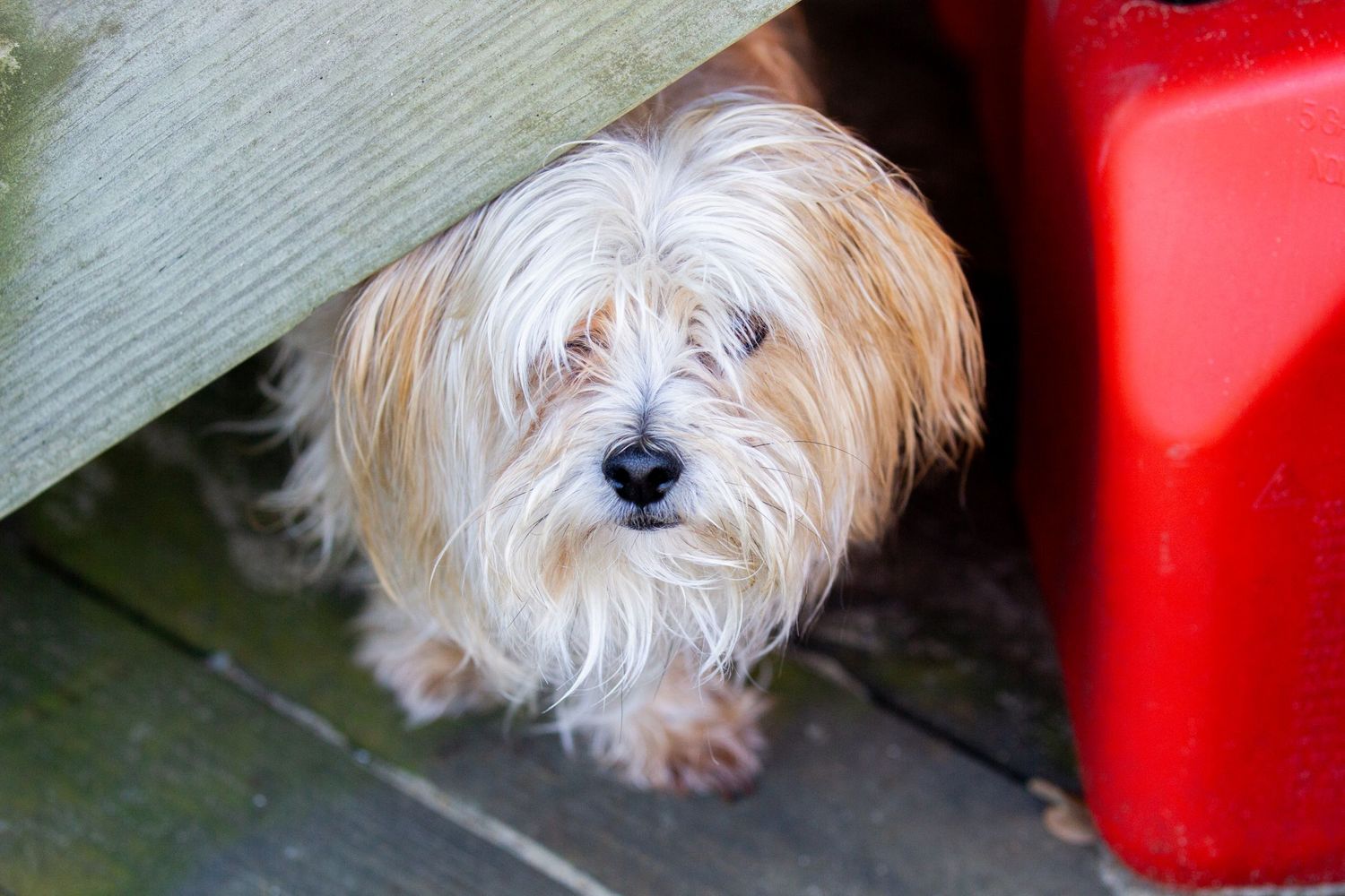 Small white fluffy dog peeking out from behind a red object.