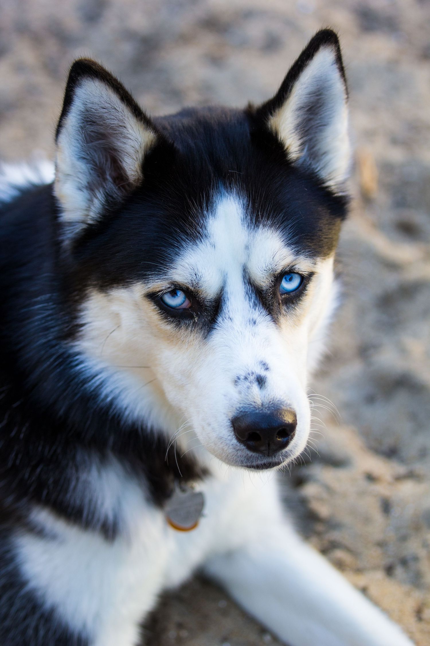 Close-up portraits of a Husky dog with striking blue eyes and black and white fur.