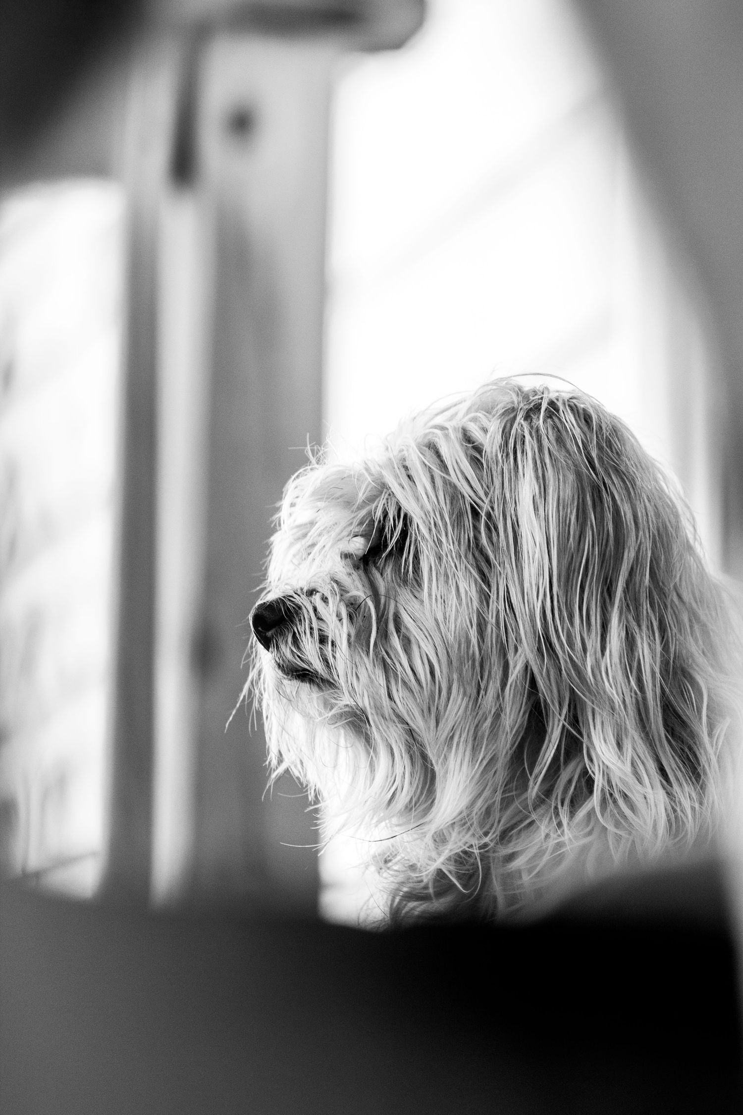 Artistic black and white profile shot of a shaggy dog.