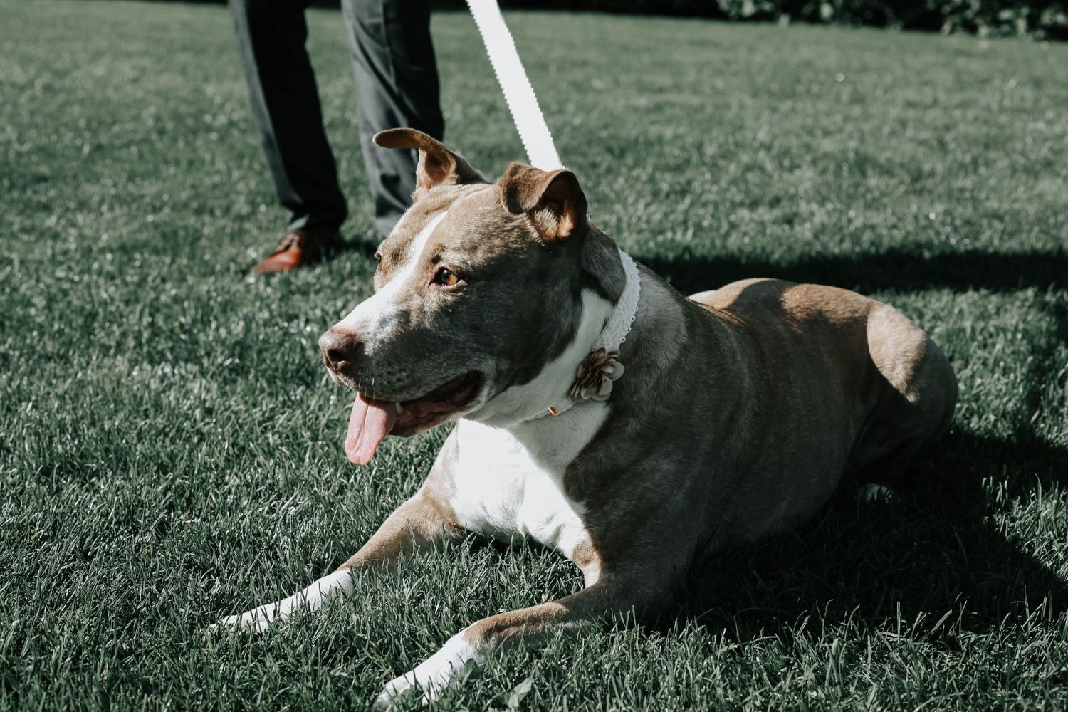 Lethbridge Wedding Photographer