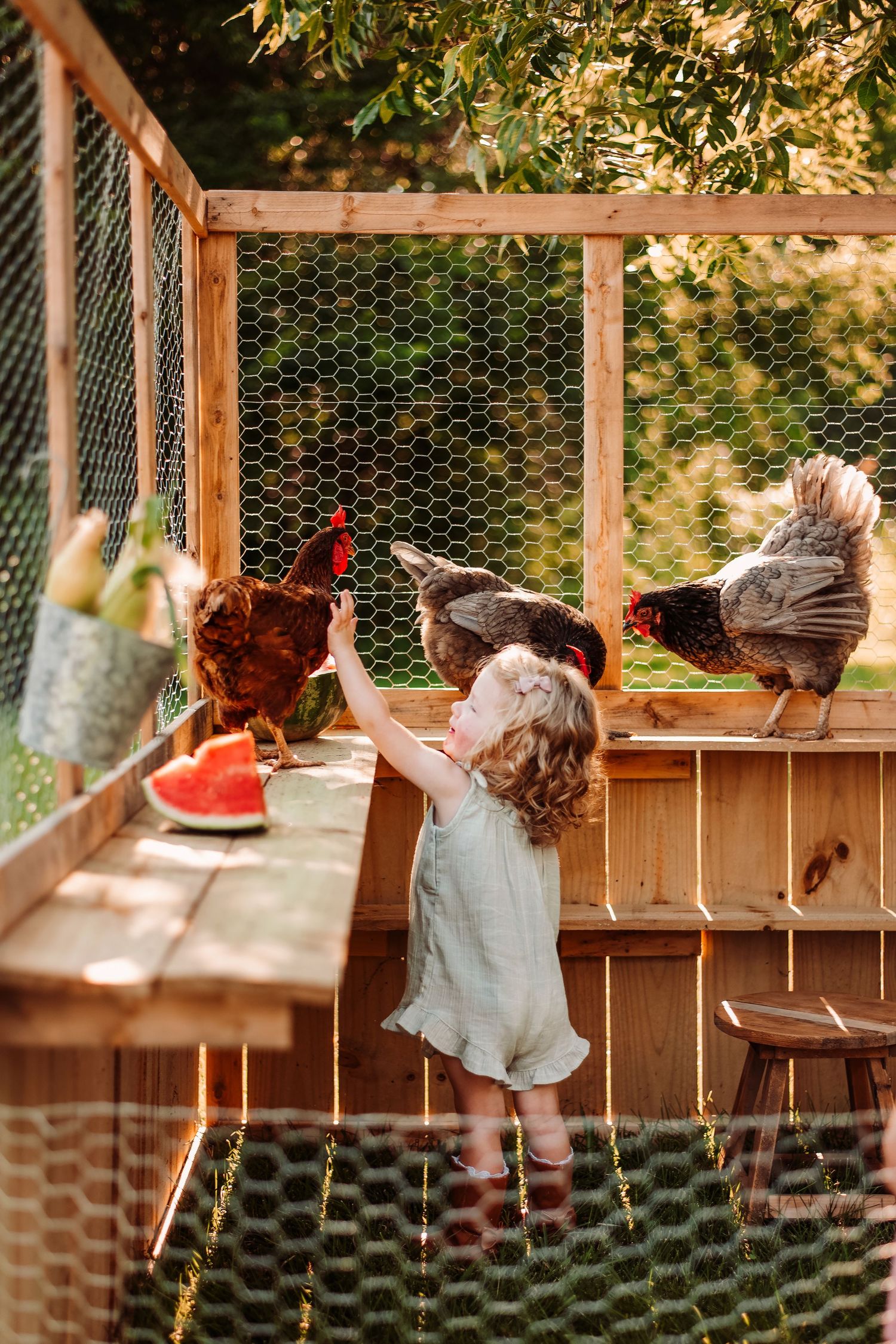 A series of chickens perched on wooden nesting boxes in a backyard coop with wire mesh fencing.