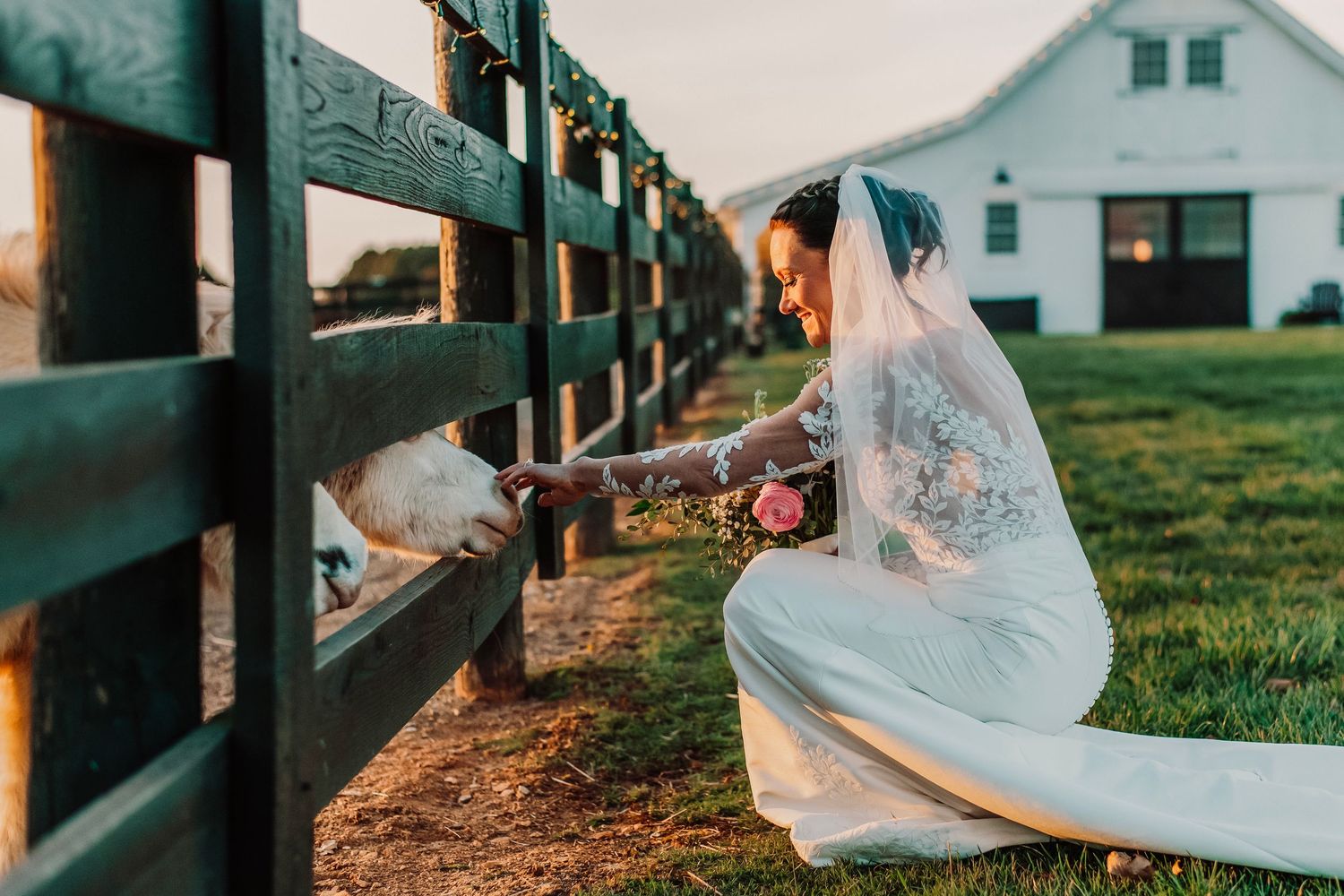 Bride in white wedding gown and veil feeding animals through a fence at a farm during golden hour.