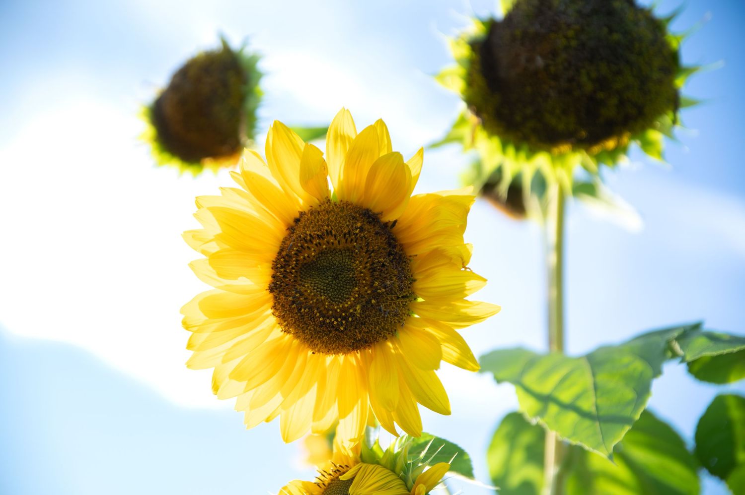 Bright yellow sunflowers blooming against a clear blue sky on a sunny day. Pitney Meadows Farm, Saratoga Springs