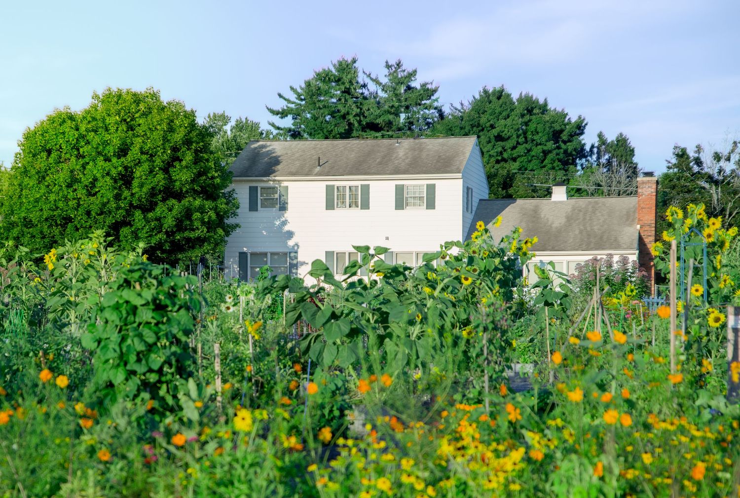 White farmhouse surrounded by lush green trees and vibrant sunflower fields under a clear blue sky.