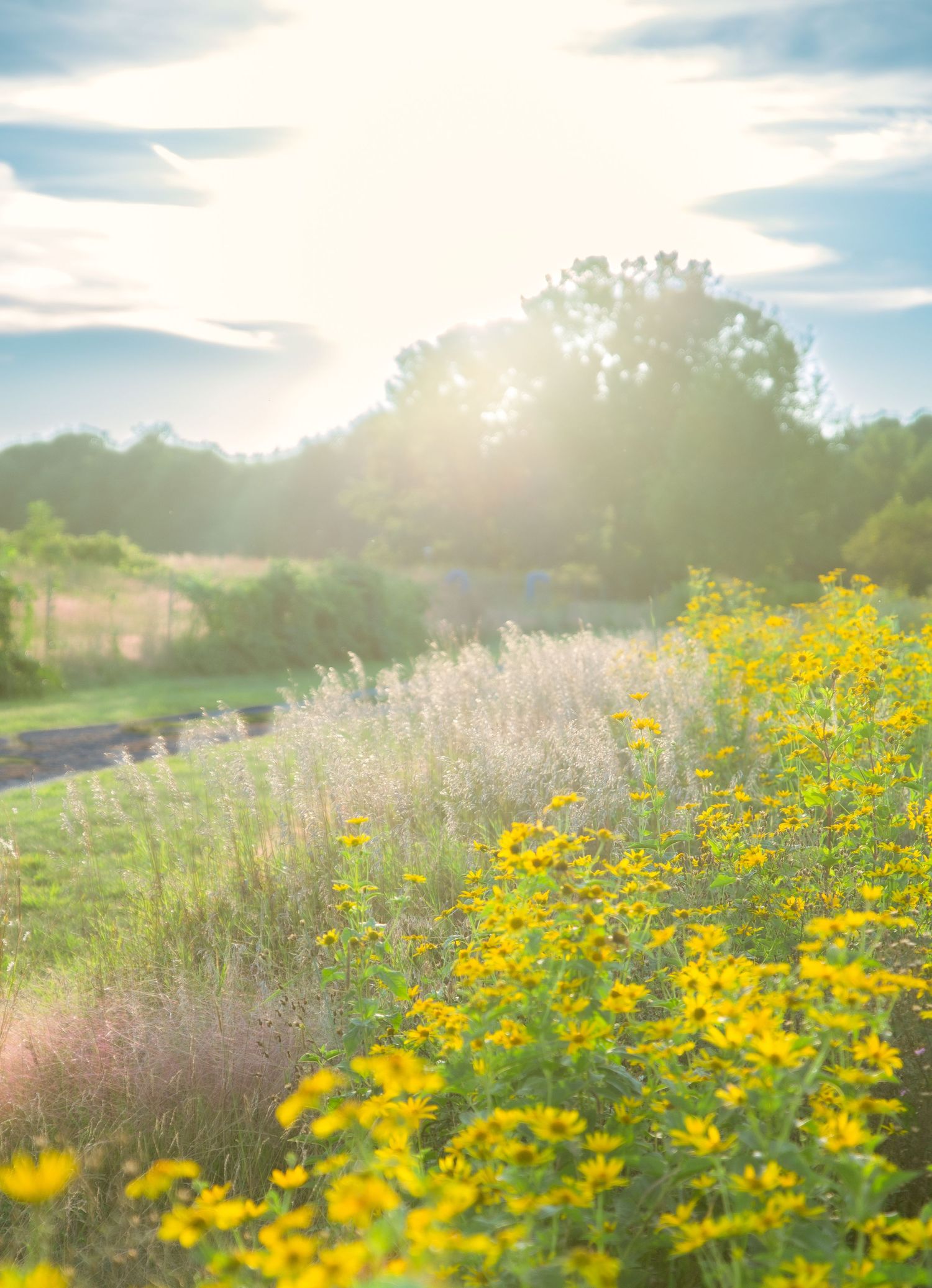 Bright sunny meadow with yellow wildflowers and lush green trees under a glowing sky. Pitney Meadows Farm, Saratoga Springs