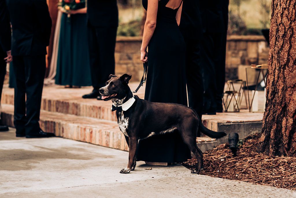 Black and white dog standing among formally dressed wedding guests.