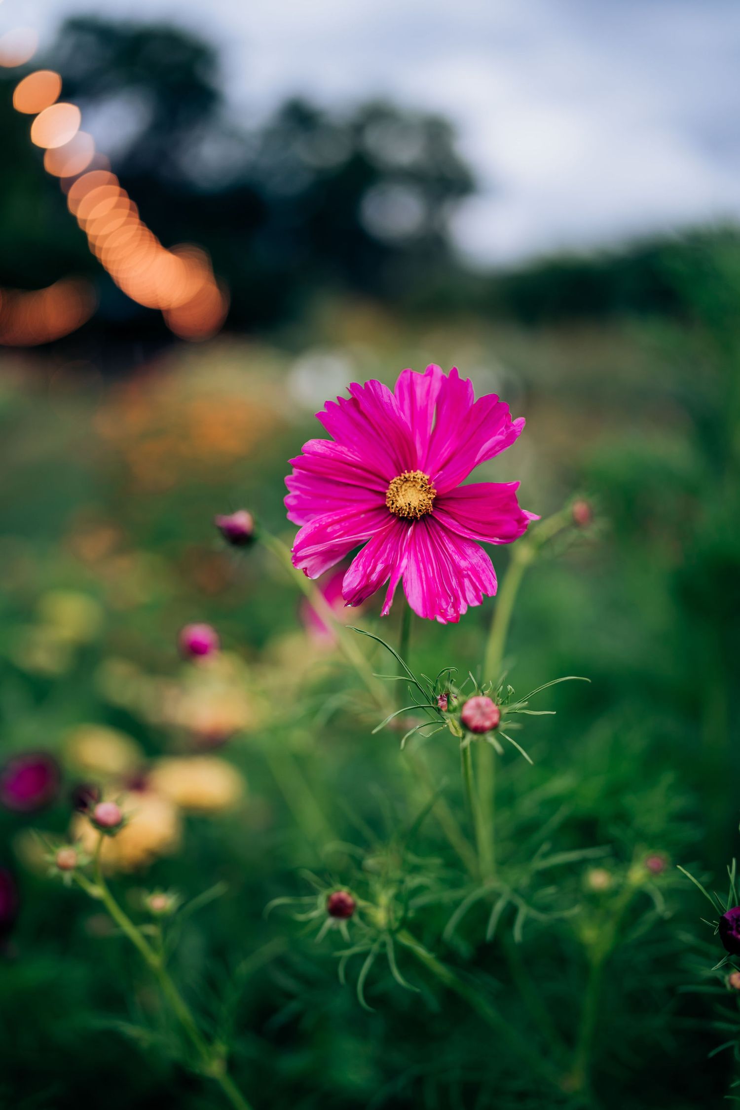 Vibrant pink cosmos flower in bloom with bokeh lights in the background.