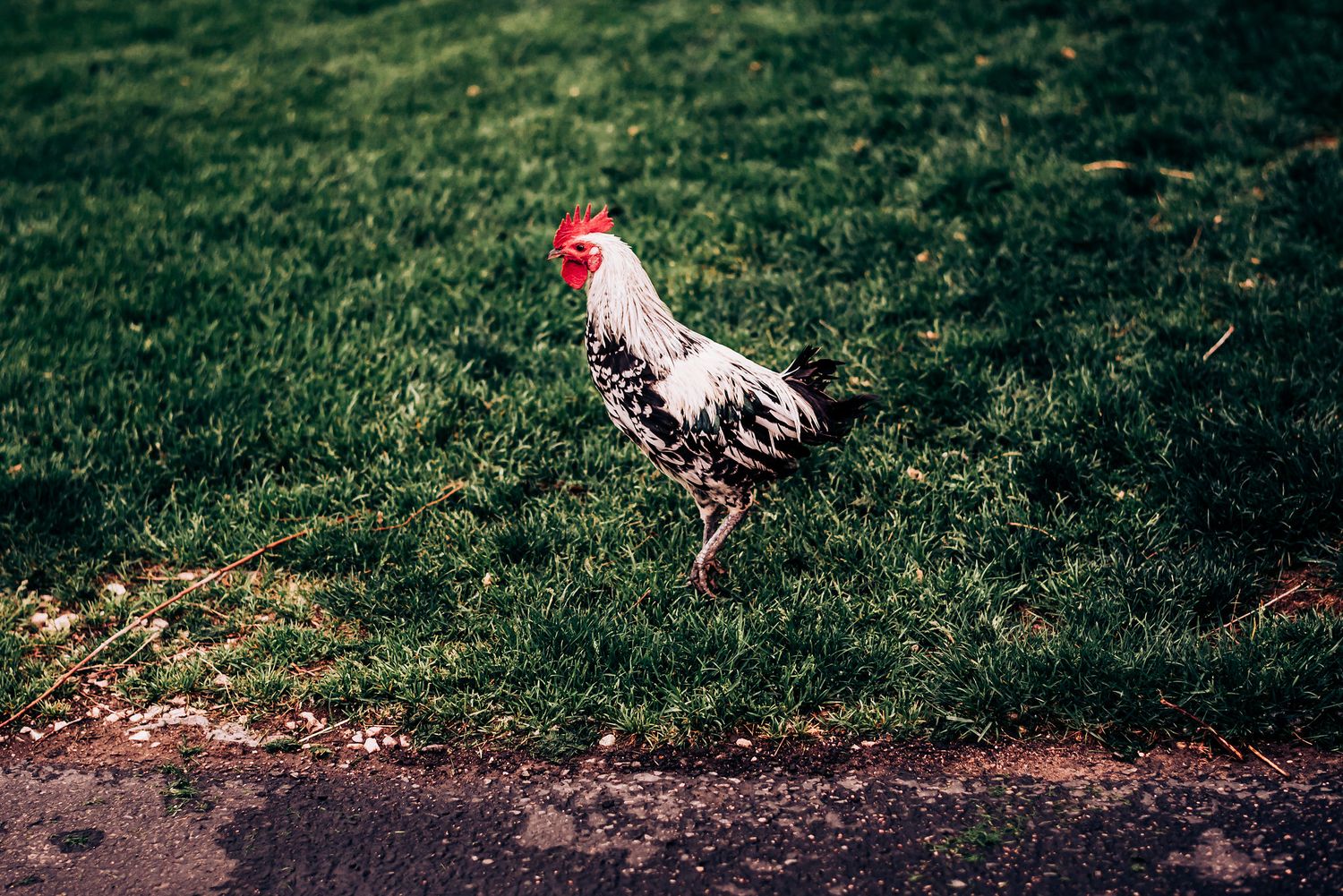 A colorful rooster struts across a green lawn near a dirt path.