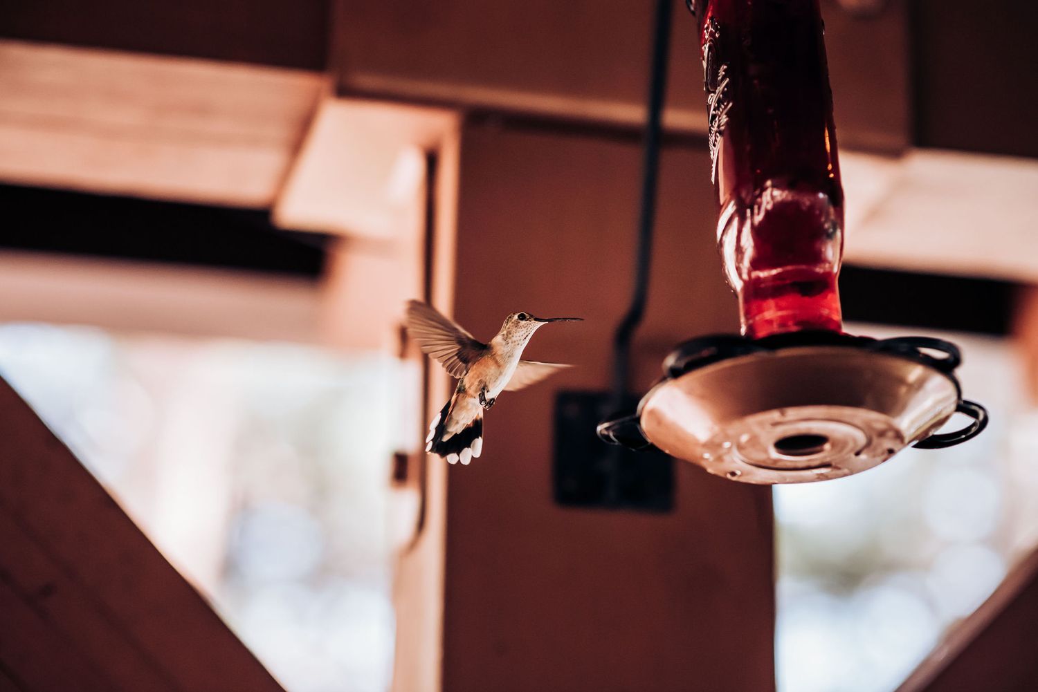 Hummingbird hovering near a red feeder against a blurred background.