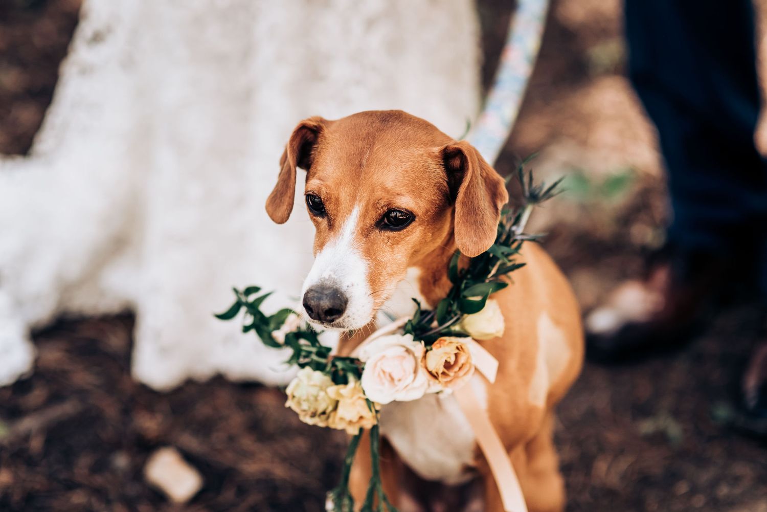 A brown dog wears a delicate floral collar made of white roses and greenery.