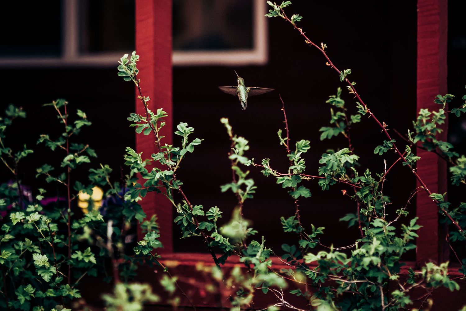 A hummingbird hovers near red flowers and green foliage against a dark background.