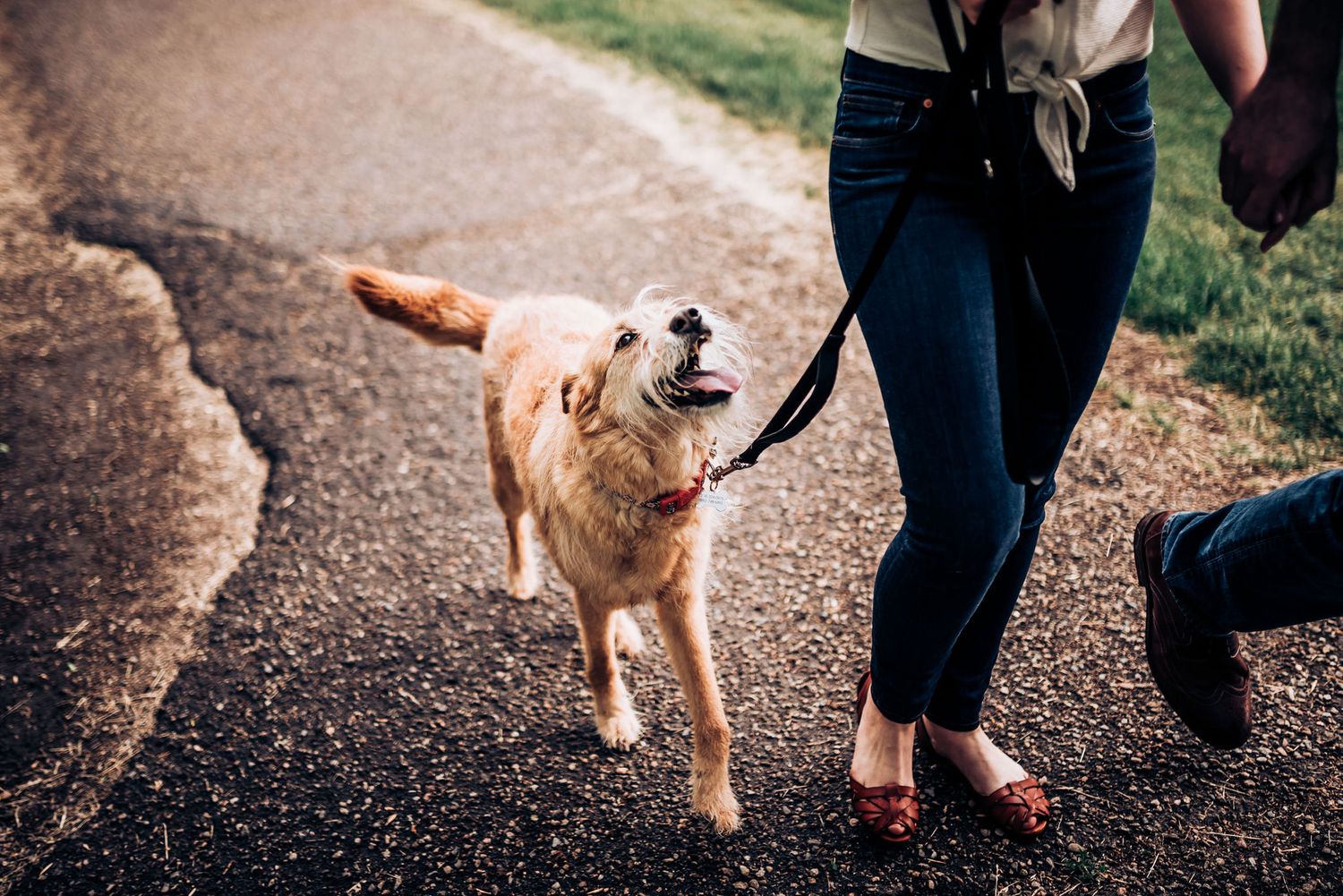 A happy golden retriever walks on a curved path with its owner on a sunny afternoon.