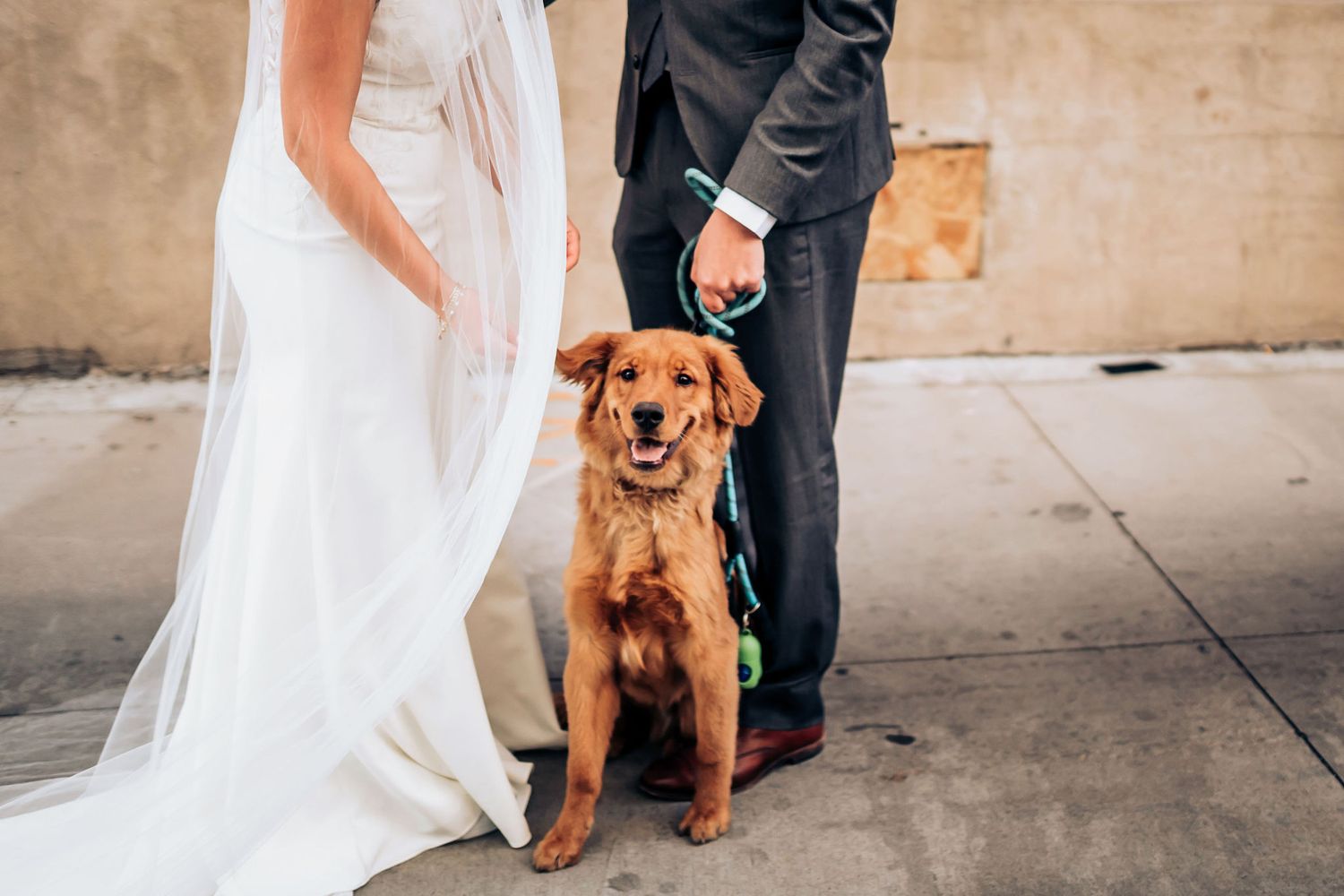 A golden retriever sits happily between a bride and groom on their wedding day.