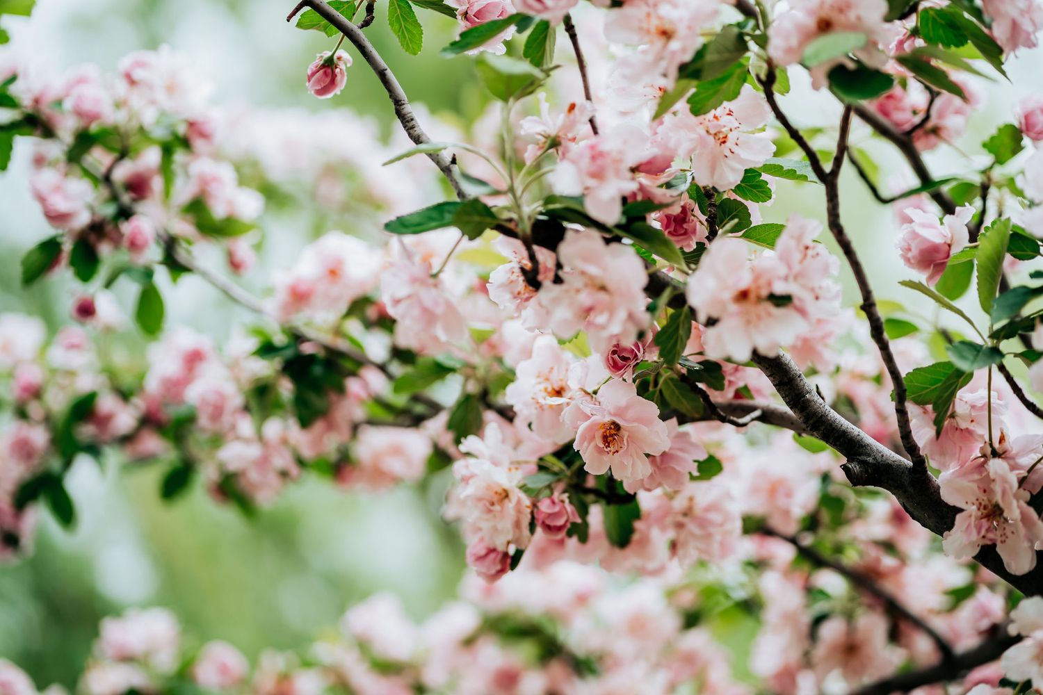Delicate pink cherry blossoms blooming on tree branches with soft bokeh background in springtime.