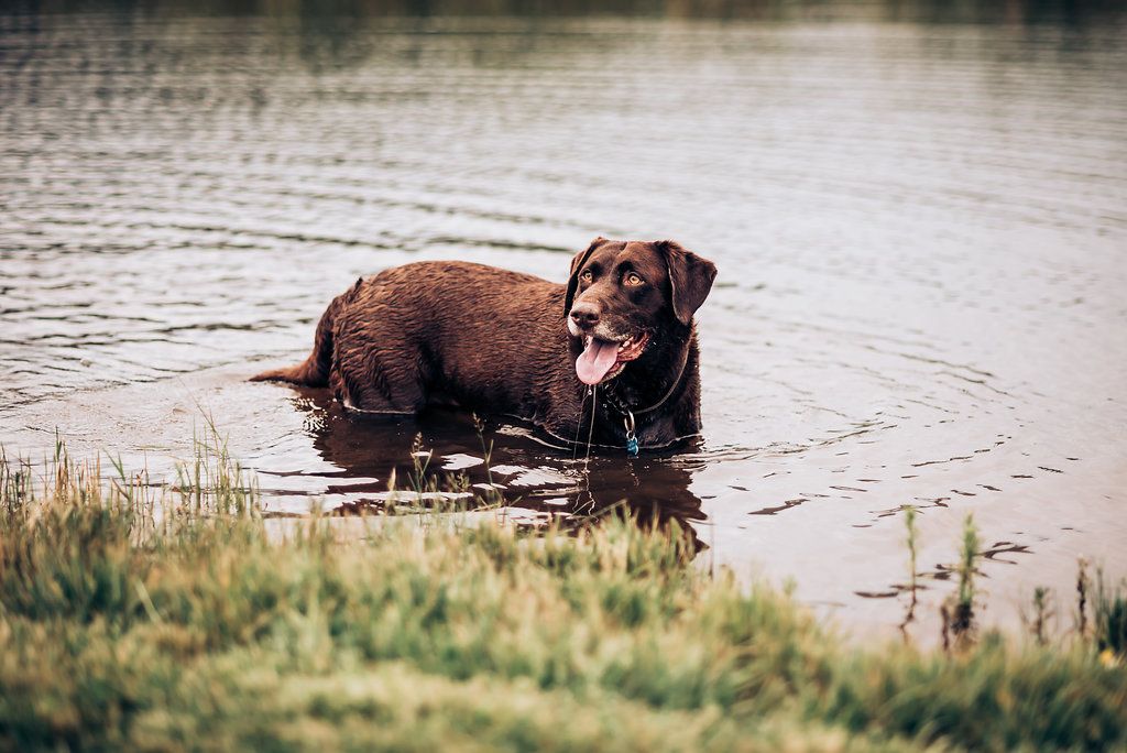 Brown dog standing in shallow water at the edge of a lake or pond.