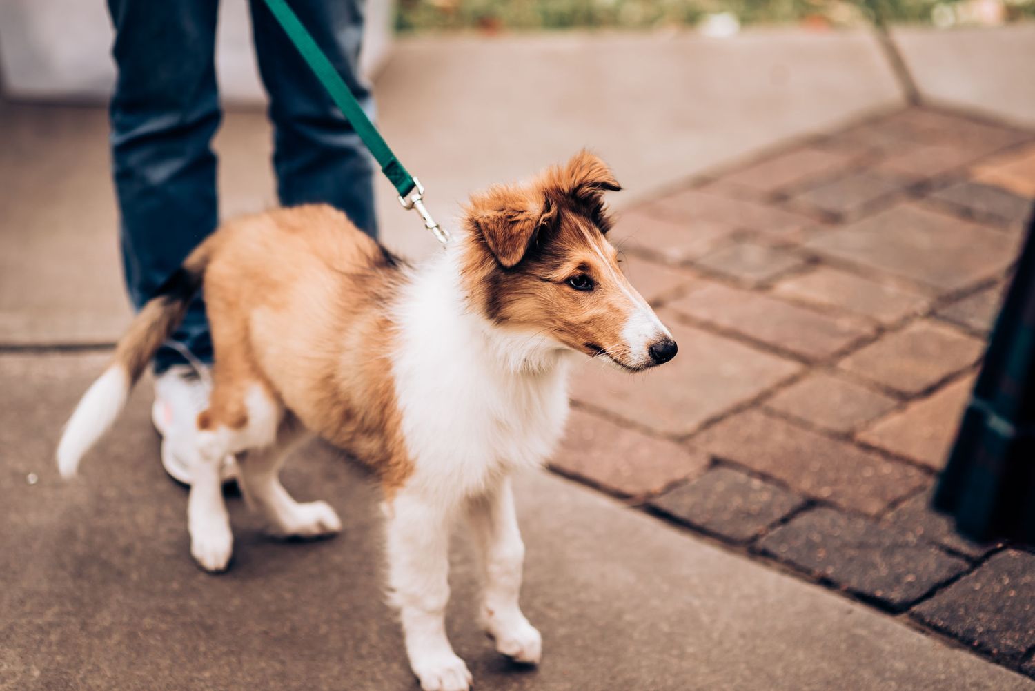 Brown and white collie dog on leash walking on brick pavement.