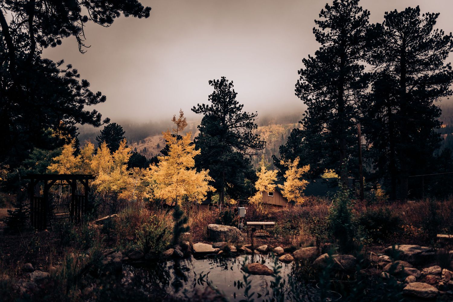 Autumn sunset in a mountain forest with golden aspen trees and dark evergreens silhouetted against the sky.