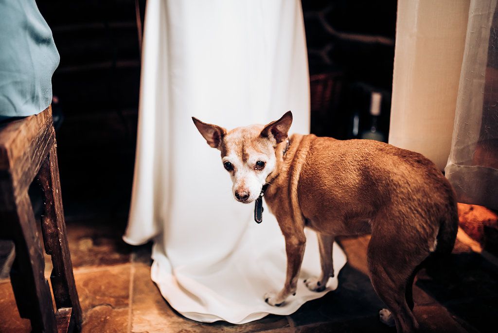 Small brown and white dog sitting next to white dress fabric in indoor setting.