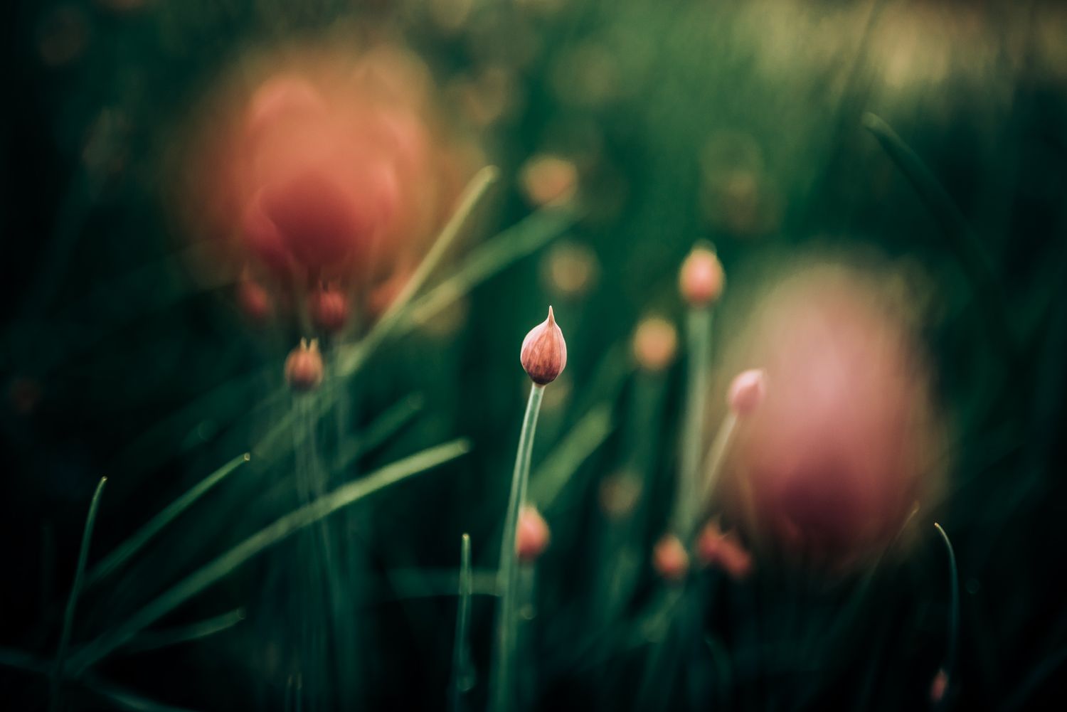 Delicate pink flower buds emerging from tall grass stems in soft focus.