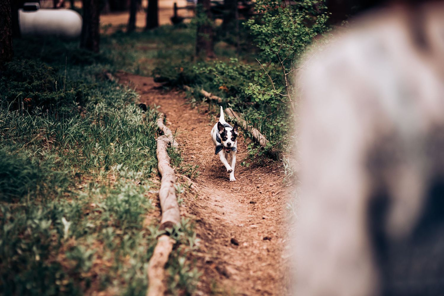 A black and white dog runs along a dirt path through pine trees.