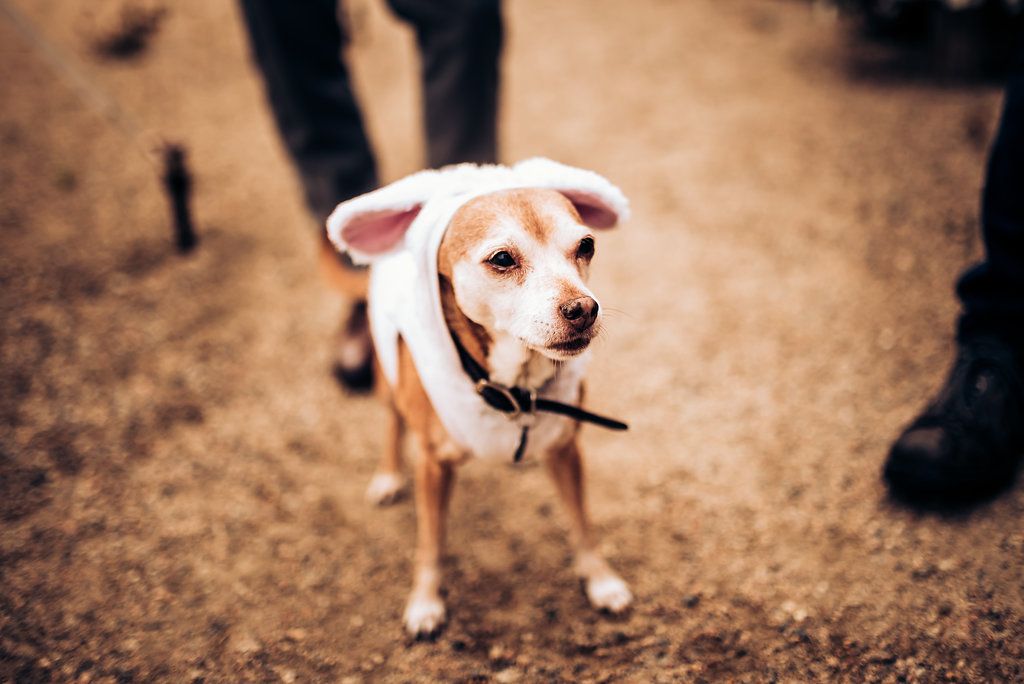 Small tan and white dog carrying a stick on a dirt path in warm lighting.