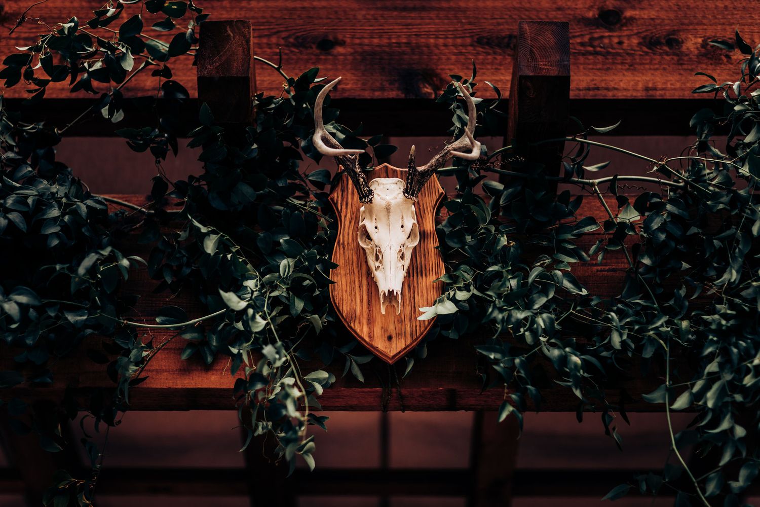 Mounted deer skull with antlers on dark wood wall surrounded by climbing vines.