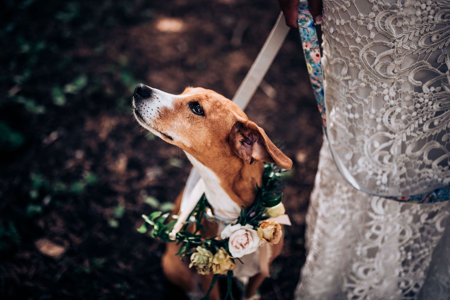 A dog wearing a floral collar accessory looks up while standing next to a wedding dress.