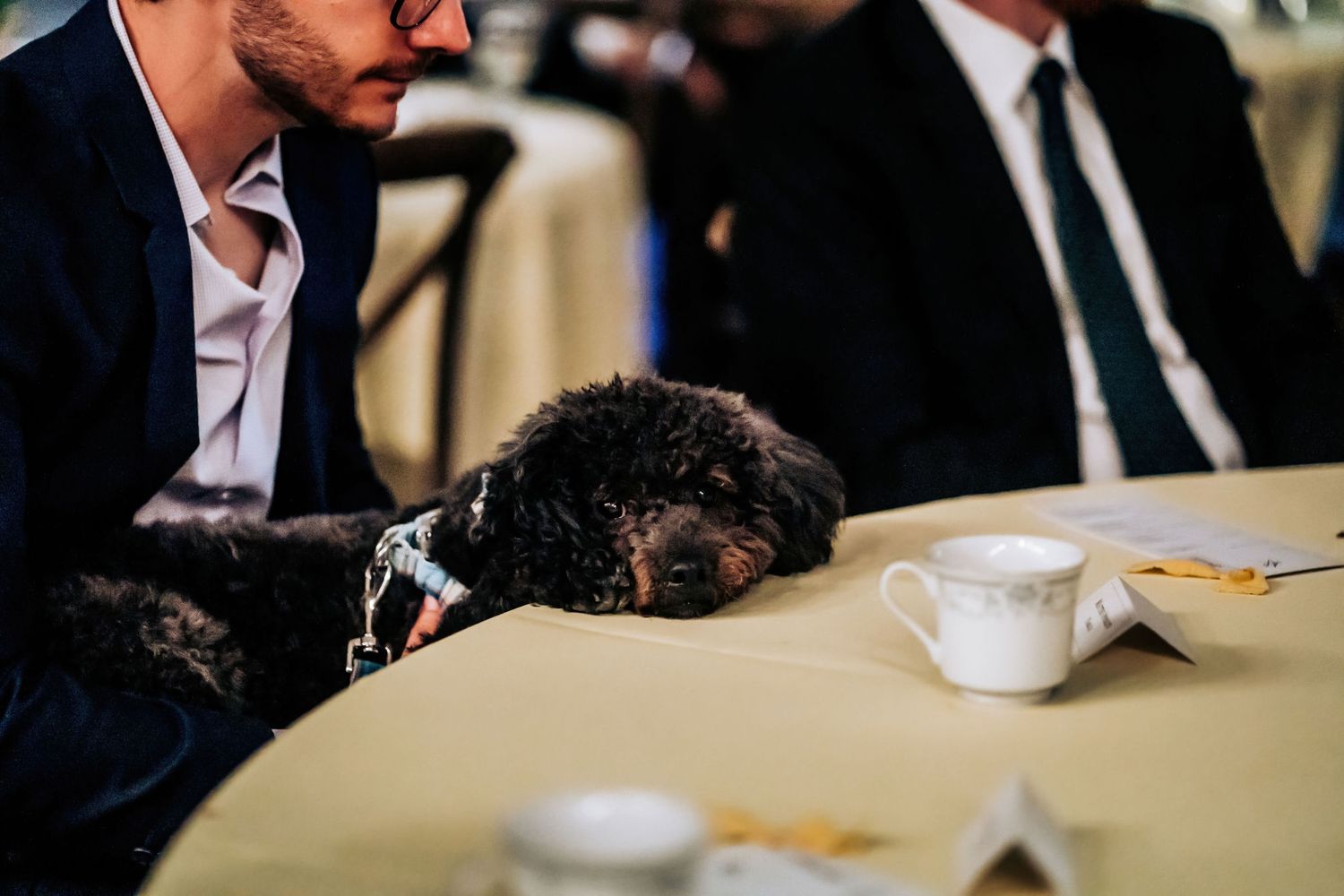 Small black dog resting on table during wedding reception next to formal place settings.