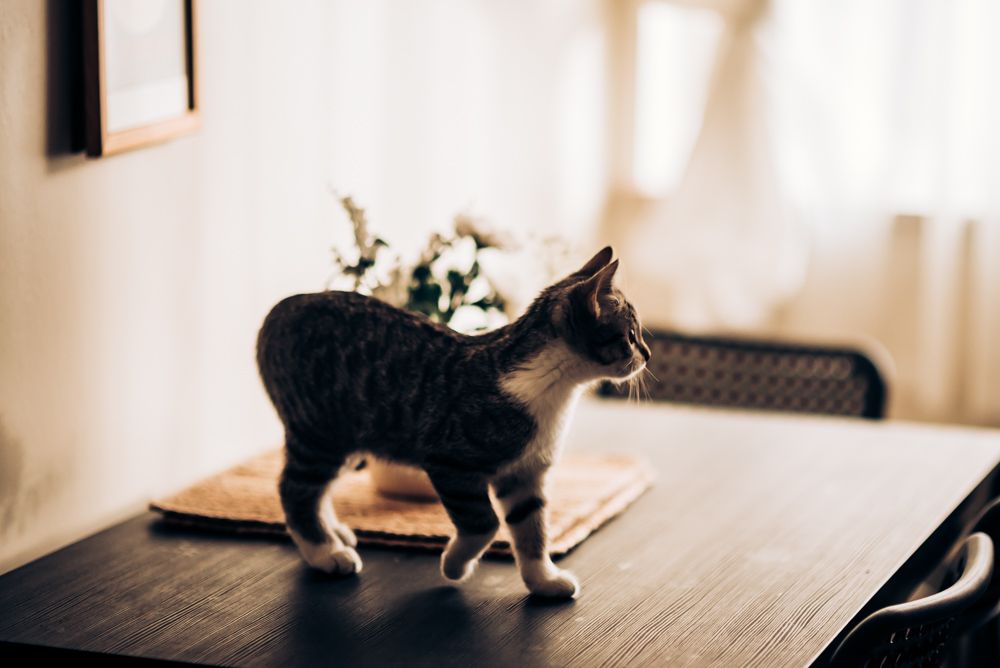 A black cat walking on a wooden table near a white flower vase in a softly lit room.