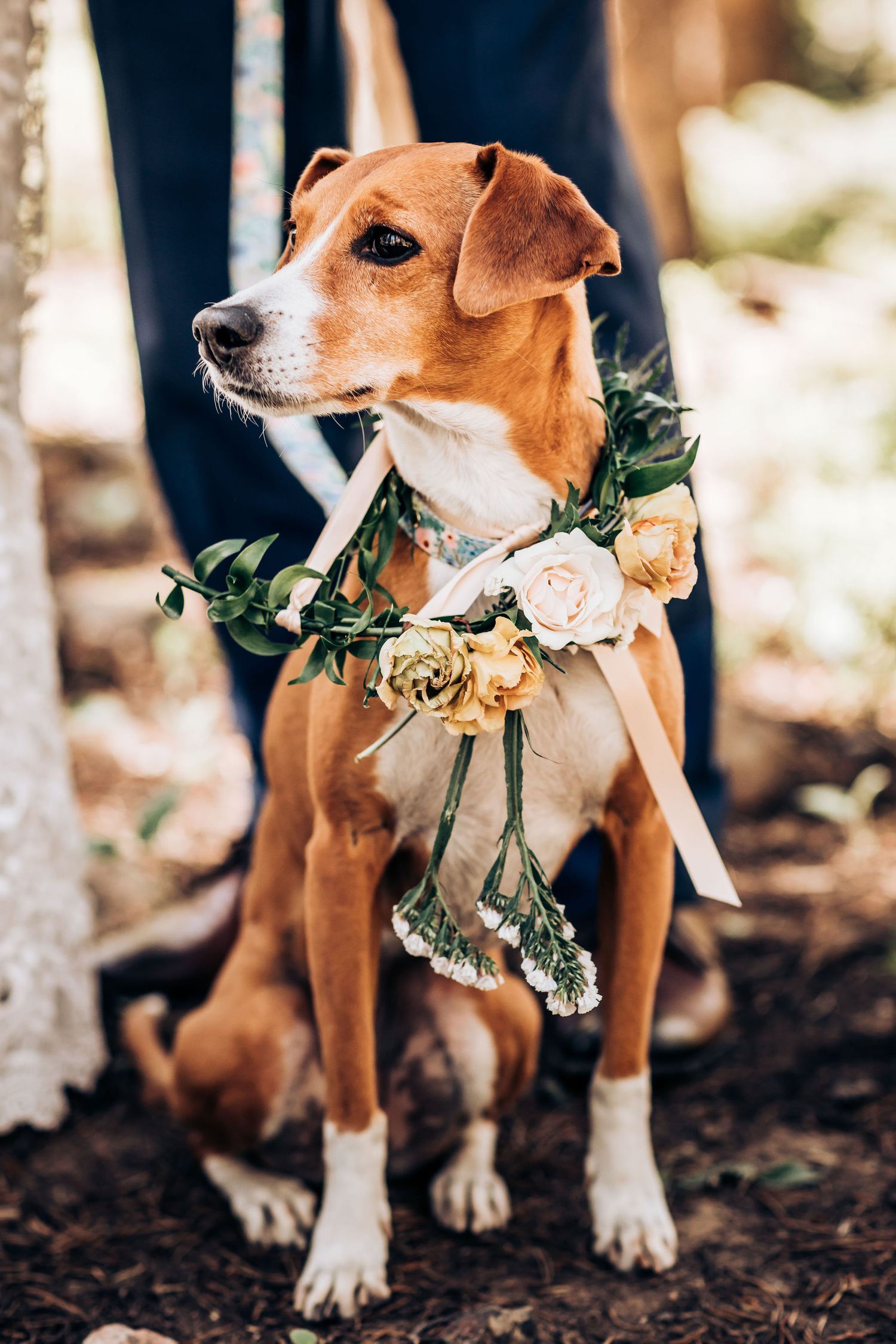 Adorable brown and white dog wearing a floral wedding collar in an outdoor setting.