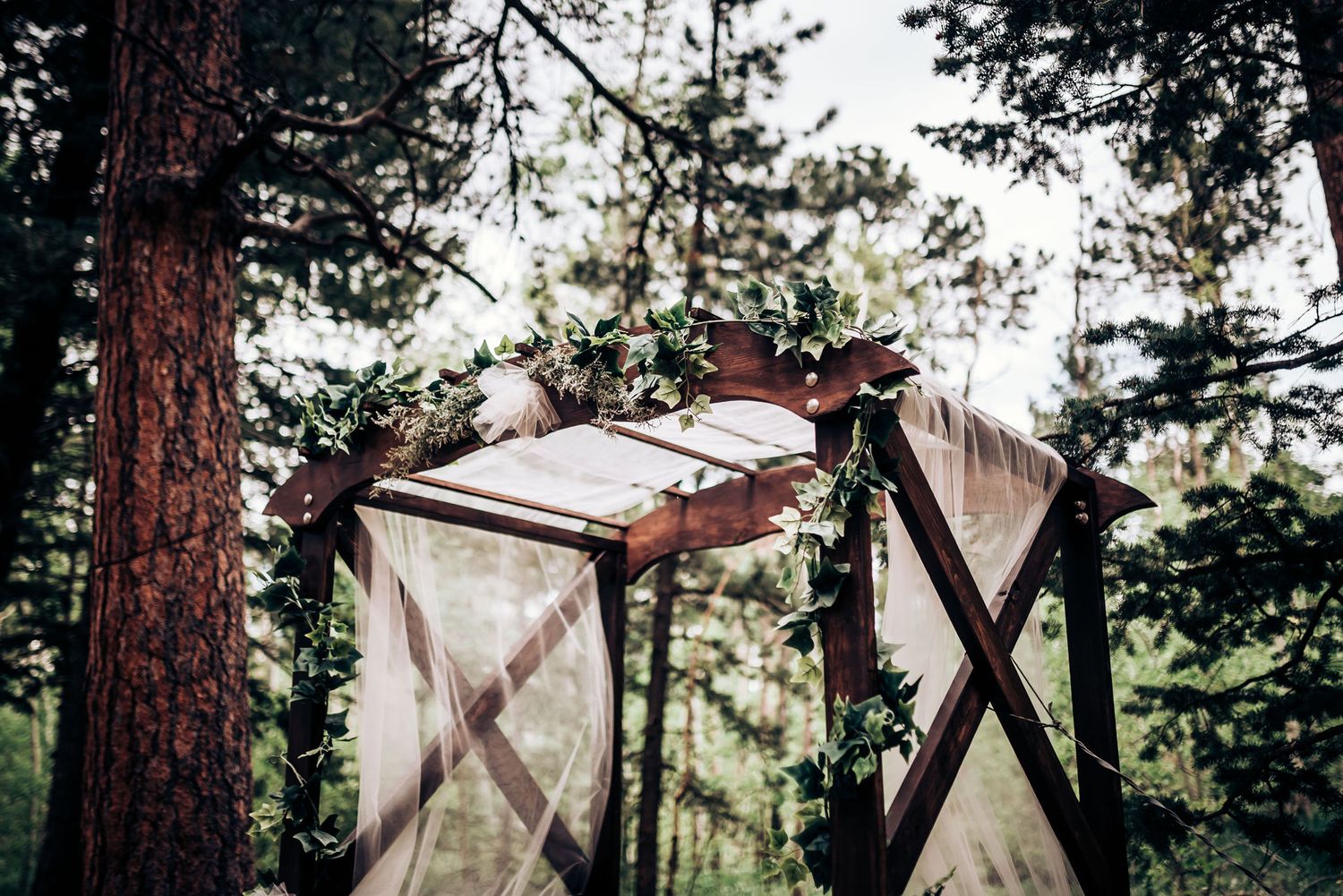 A rustic wooden wedding arch with white fabric stands among tall pine trees.