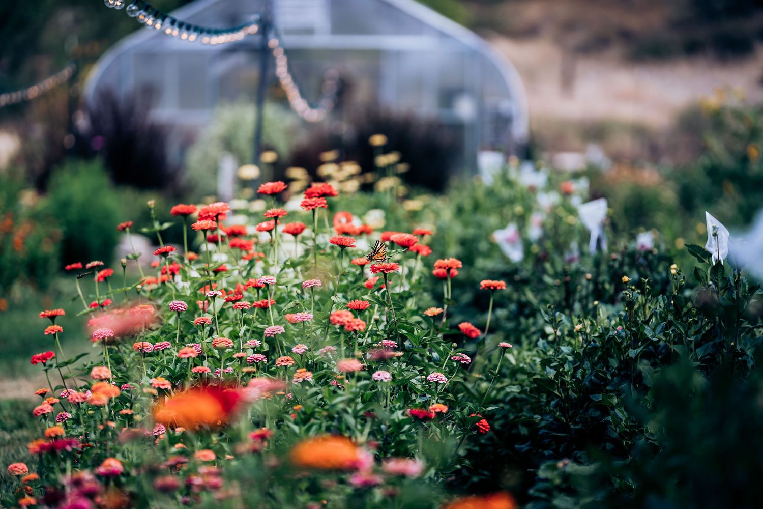 Orange flowers blooming in garden with greenhouse visible in background.