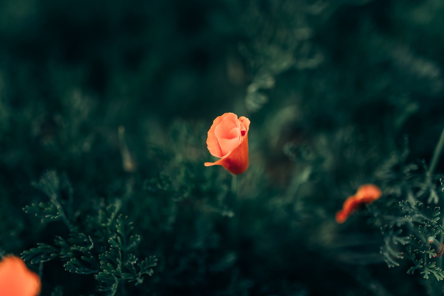 Single orange flower blooming among dark green foliage.